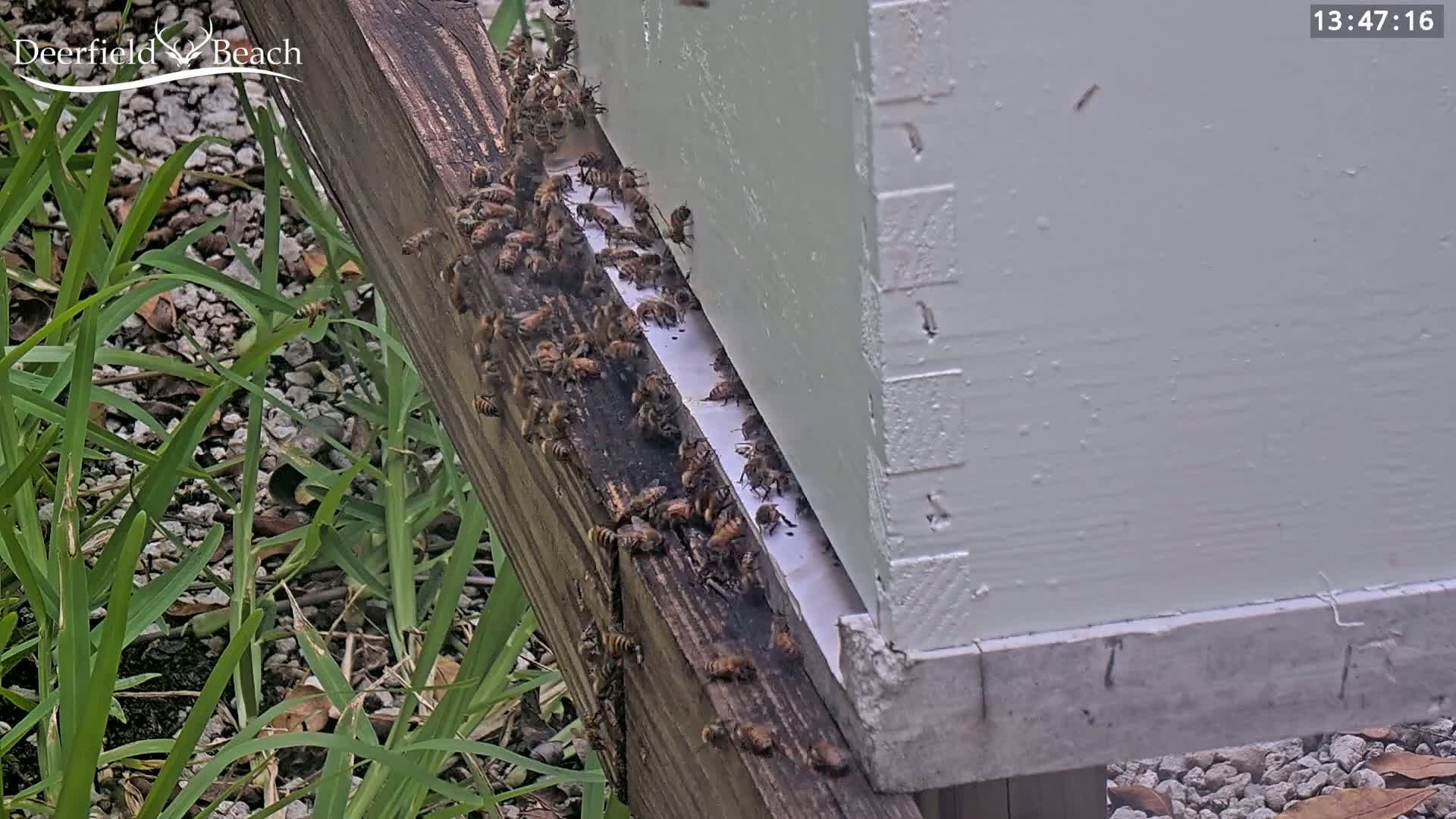 Deerfield Beach City Bee Apiary Farm Live Cam - Deerfield Beach, Broward, Florida, USA