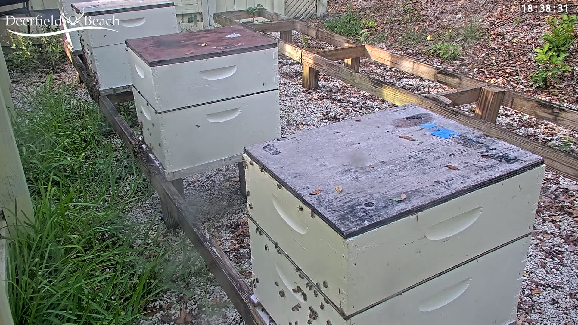 Deerfield Beach City Bee Apiary Farm Live Cam - Deerfield Beach, Broward, Florida, USA