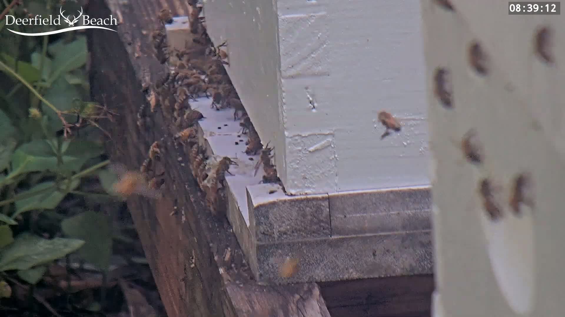 Deerfield Beach City Bee Apiary Farm Live Cam - Deerfield Beach, Broward, Florida, USA