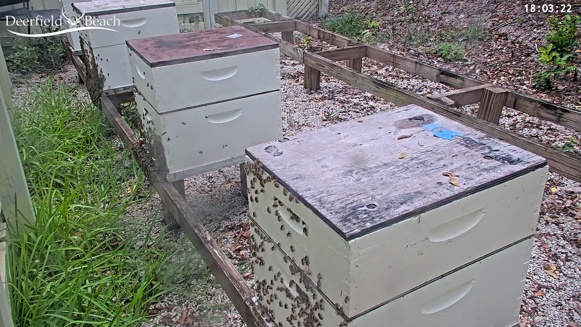 Deerfield Beach City Bee Apiary Farm Live Cam - Deerfield Beach, Broward, Florida, USA