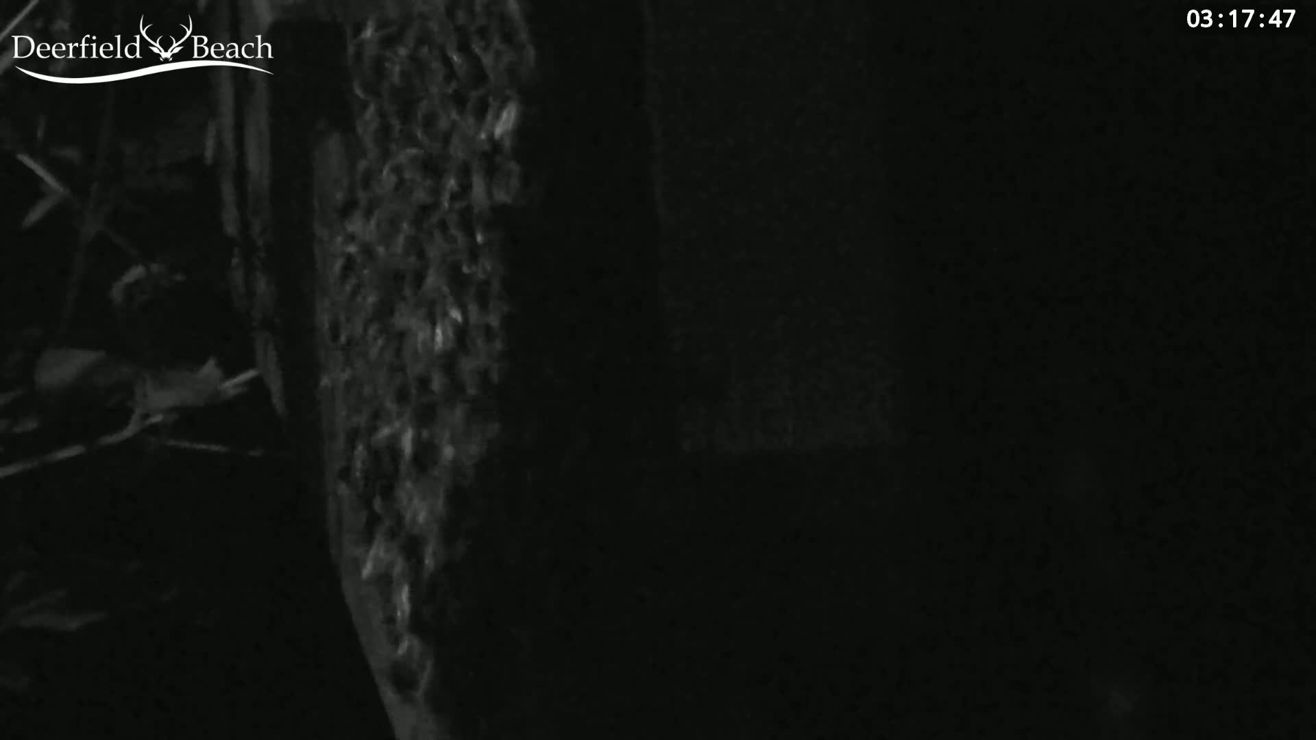 A grainy, low-light image shows a dark, possibly wooded area at night.