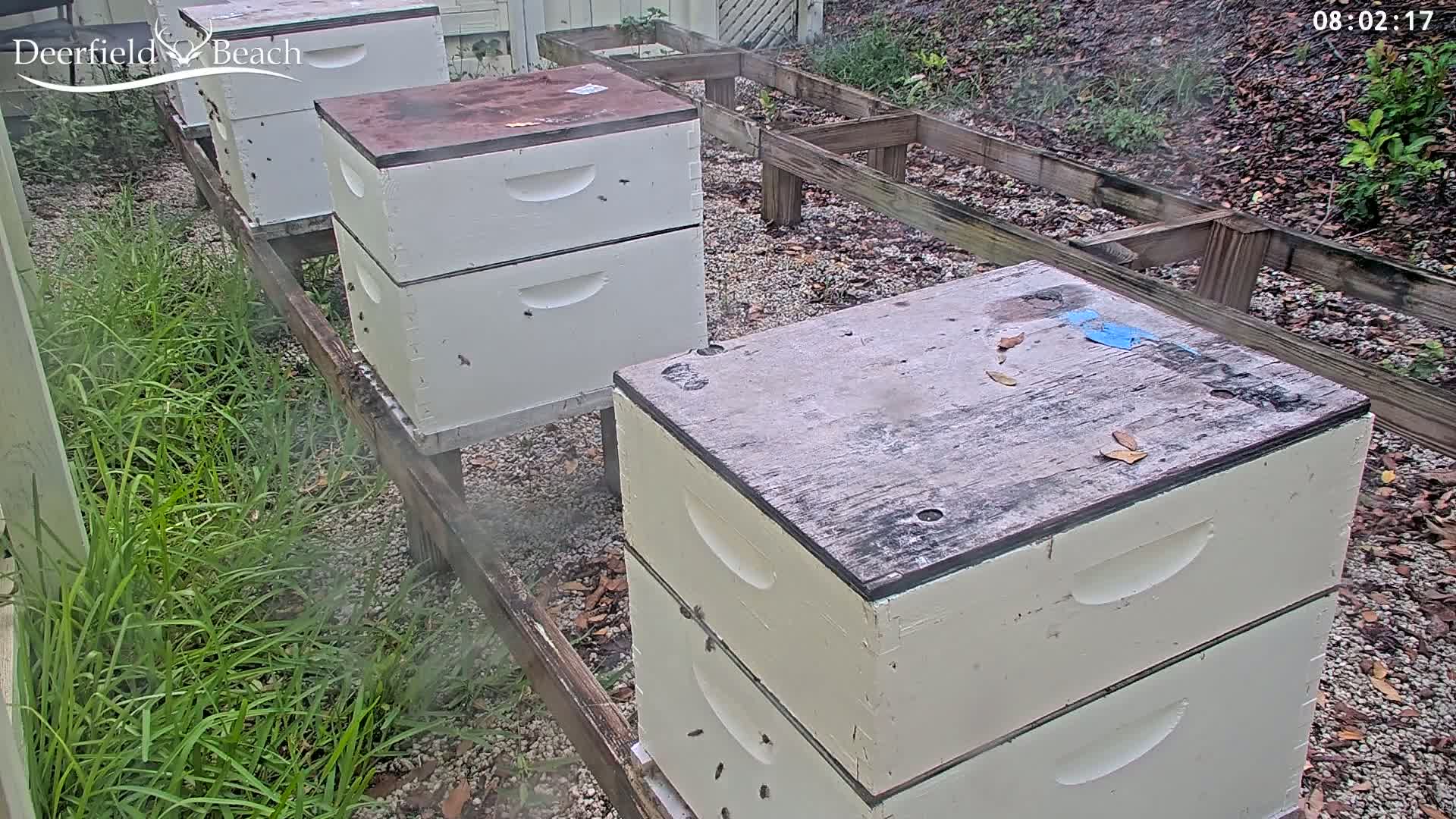 Deerfield Beach City Bee Apiary Farm Live Cam - Deerfield Beach, Broward, Florida, USA