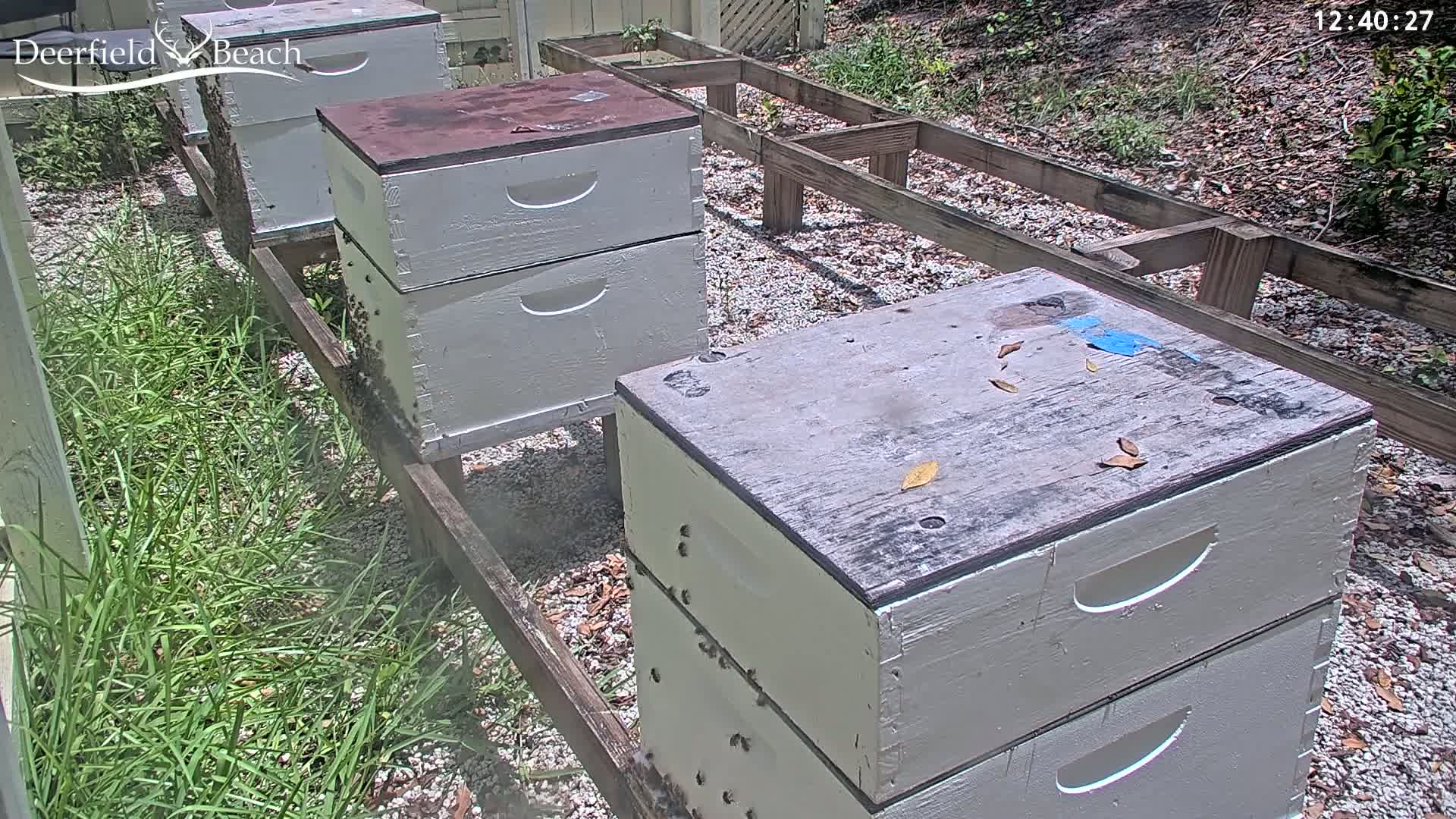 Deerfield Beach City Bee Apiary Farm Live Cam - Deerfield Beach, Broward, Florida, USA