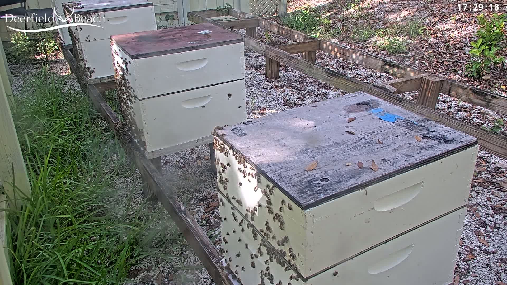 Deerfield Beach City Bee Apiary Farm Live Cam - Deerfield Beach, Broward, Florida, USA