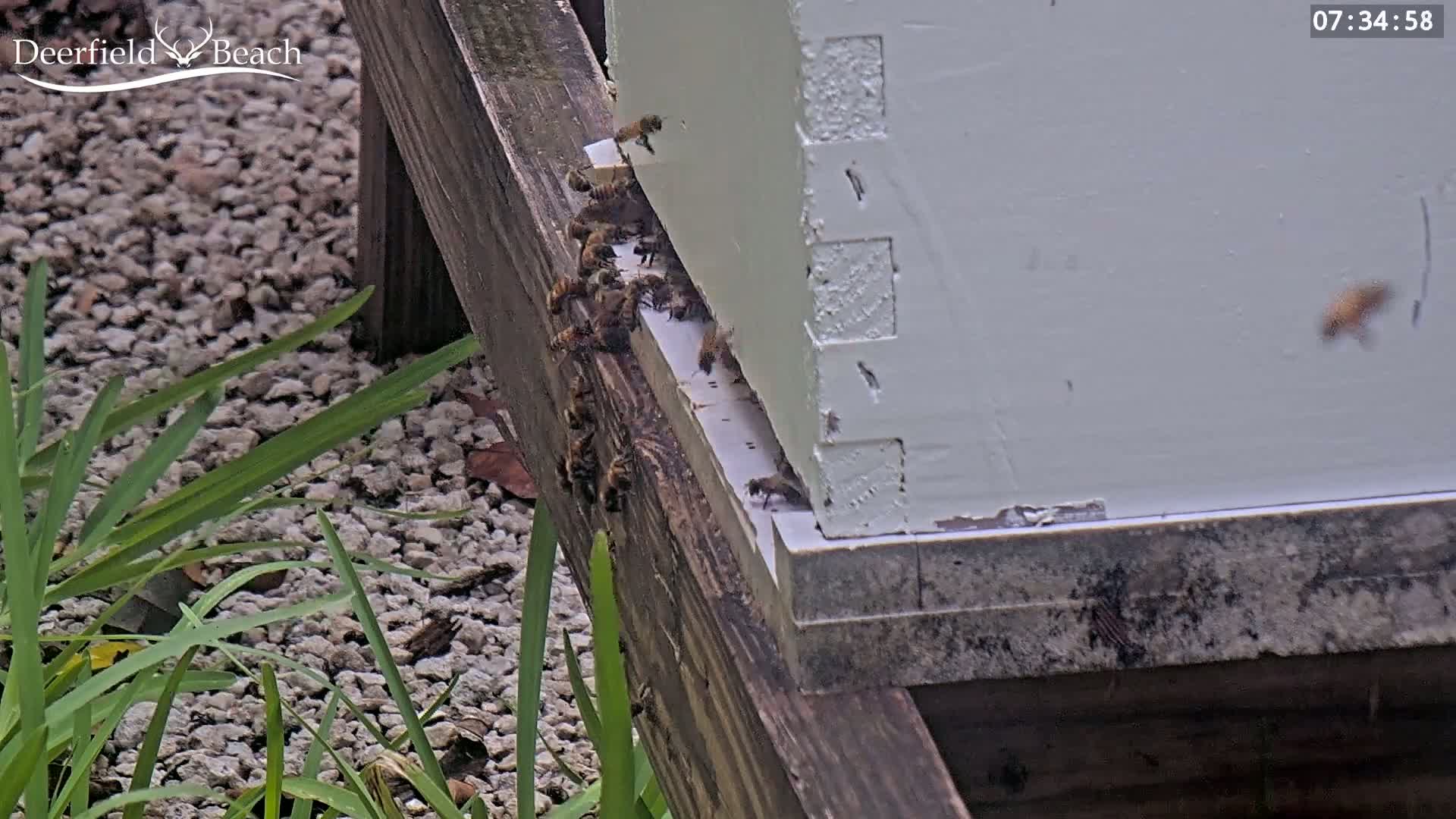 Deerfield Beach City Bee Apiary Farm Live Cam - Deerfield Beach, Broward, Florida, USA
