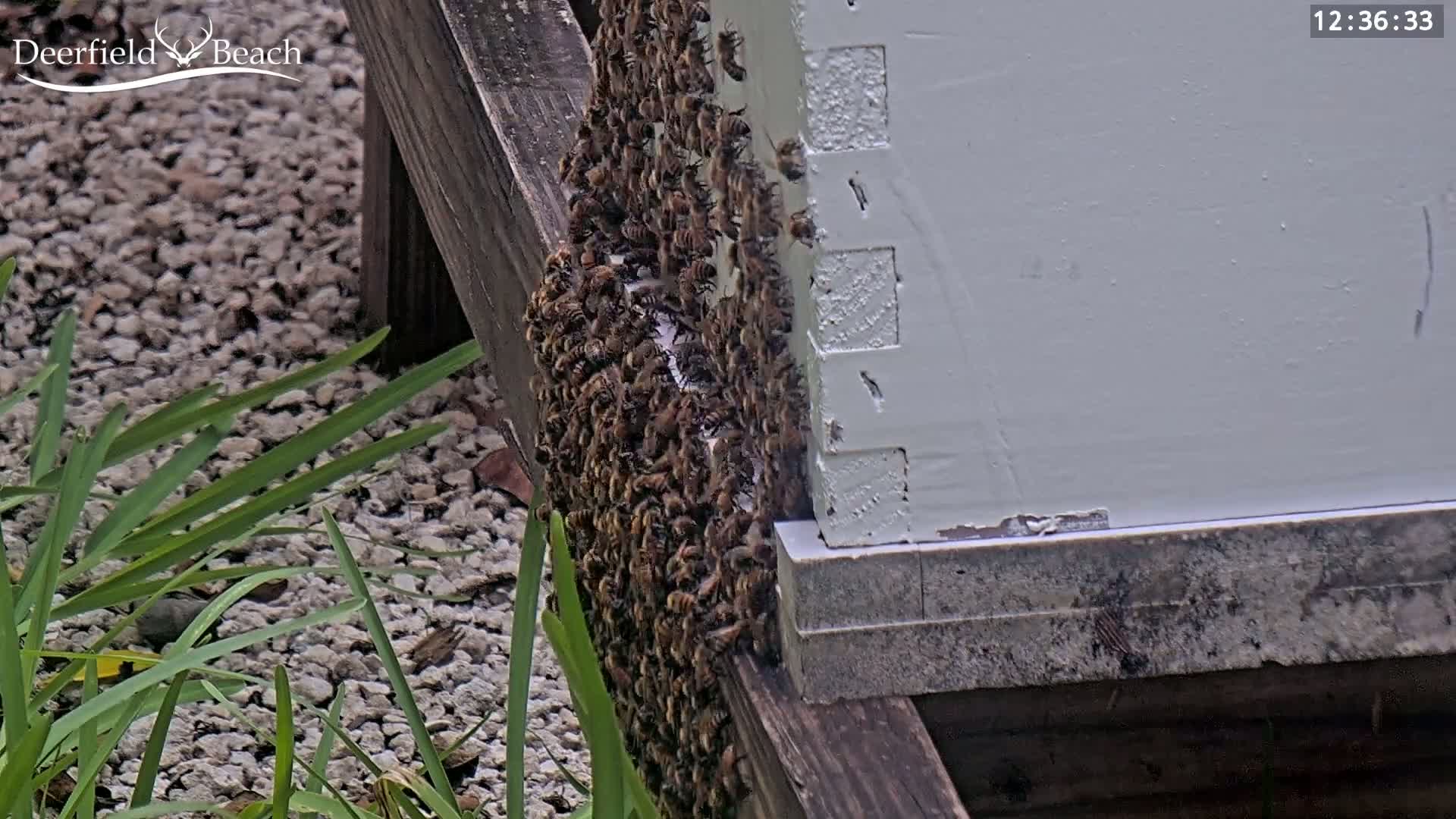 Deerfield Beach City Bee Apiary Farm Live Cam - Deerfield Beach, Broward, Florida, USA