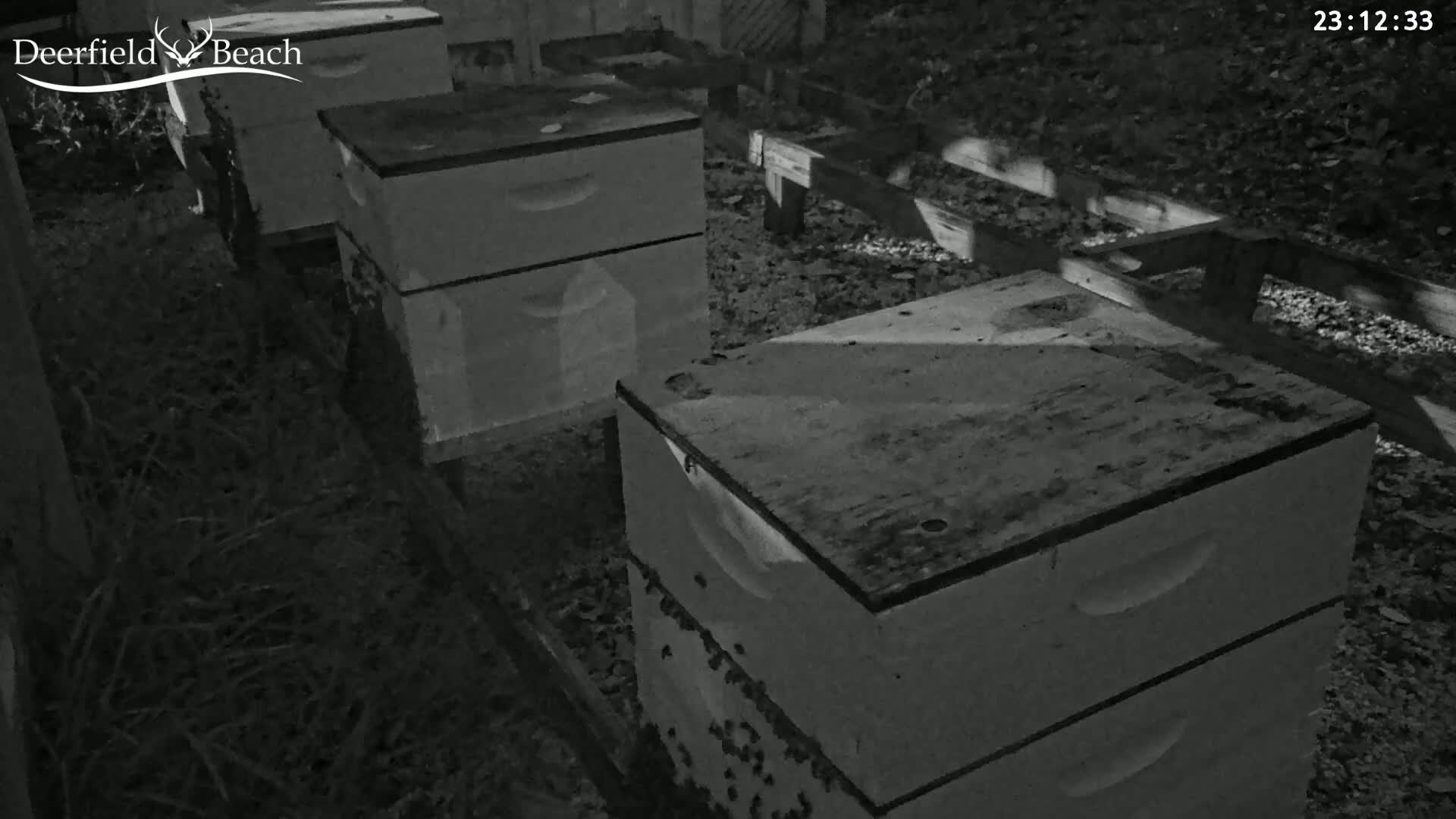 Deerfield Beach City Bee Apiary Farm Live Cam - Deerfield Beach, Broward, Florida, USA