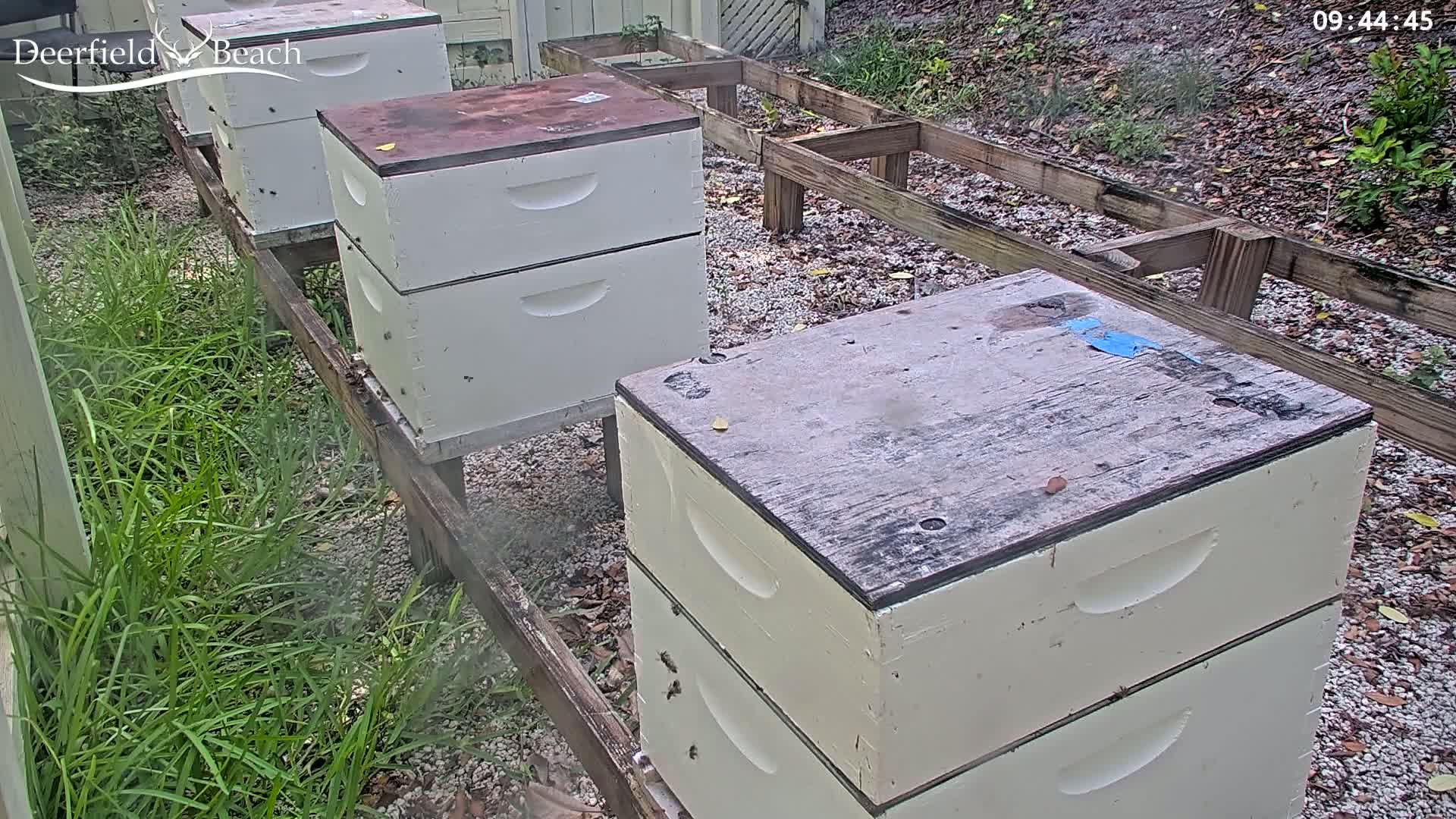 Deerfield Beach City Bee Apiary Farm Live Cam - Deerfield Beach, Broward, Florida, USA