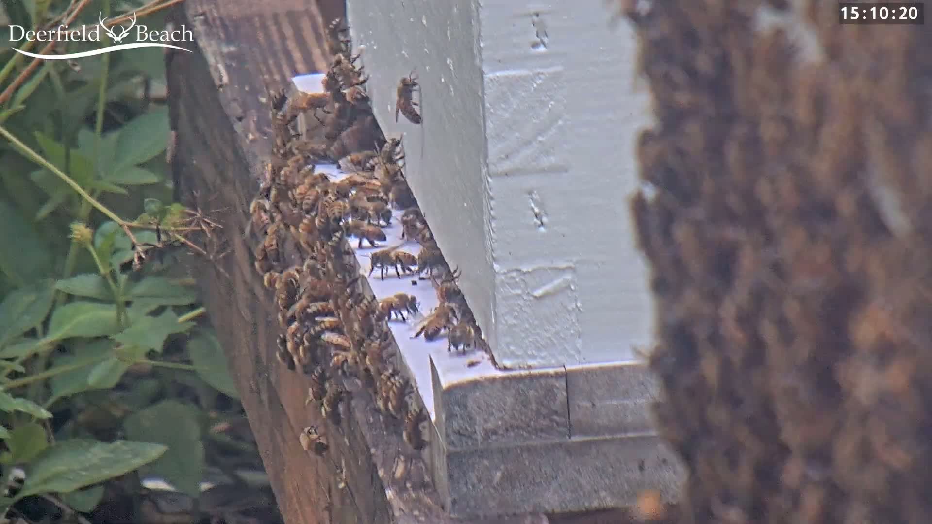 Deerfield Beach City Bee Apiary Farm Live Cam - Deerfield Beach, Broward, Florida, USA