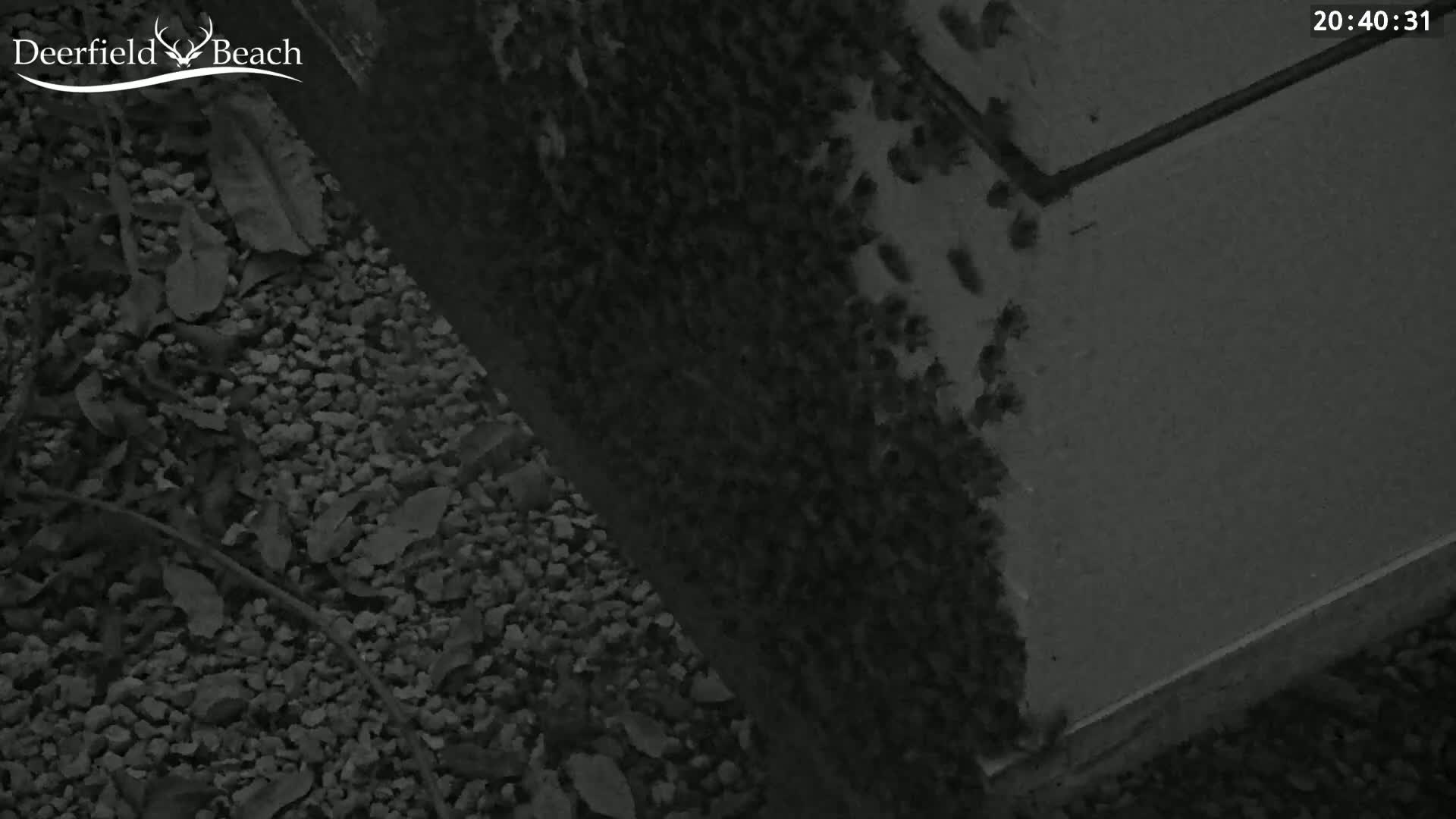 Deerfield Beach City Bee Apiary Farm Live Cam - Deerfield Beach, Broward, Florida, USA