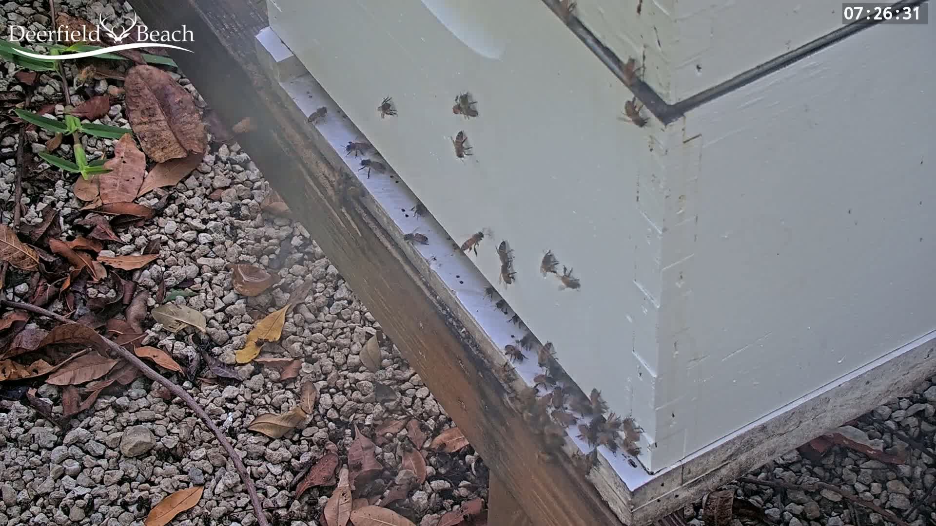 Deerfield Beach City Bee Apiary Farm Live Cam - Deerfield Beach, Broward, Florida, USA