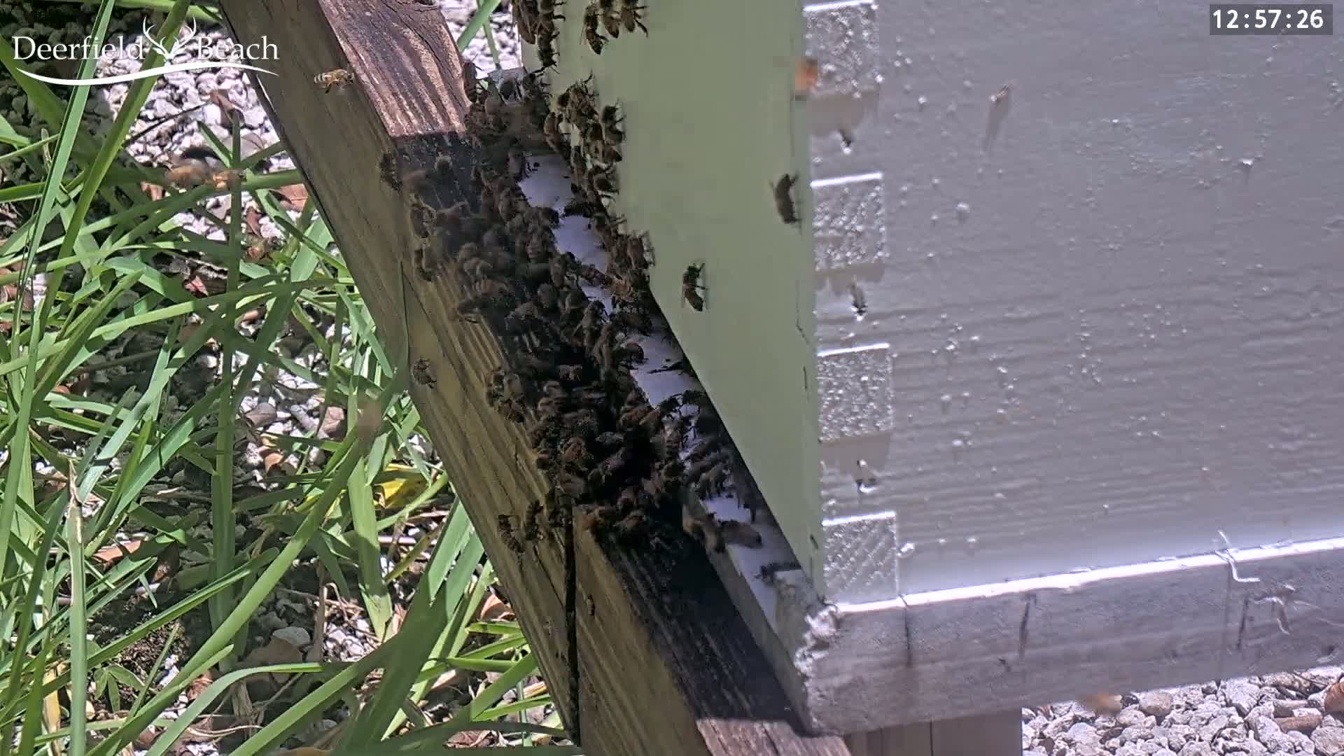 Deerfield Beach City Bee Apiary Farm Live Cam - Deerfield Beach, Broward, Florida, USA