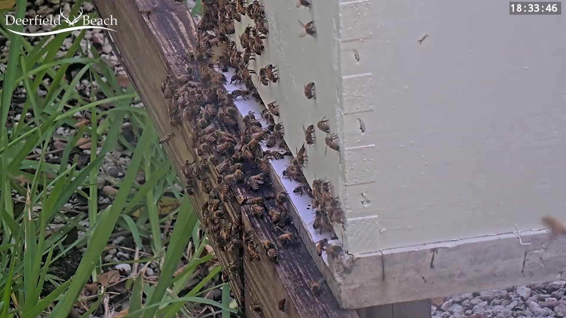 Deerfield Beach City Bee Apiary Farm Live Cam - Deerfield Beach, Broward, Florida, USA