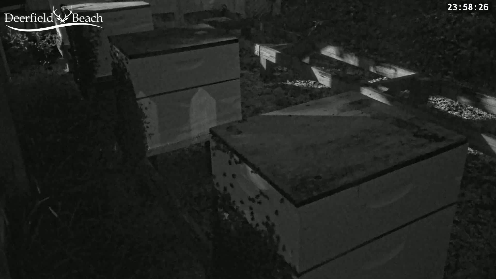 Deerfield Beach City Bee Apiary Farm Live Cam - Deerfield Beach, Broward, Florida, USA