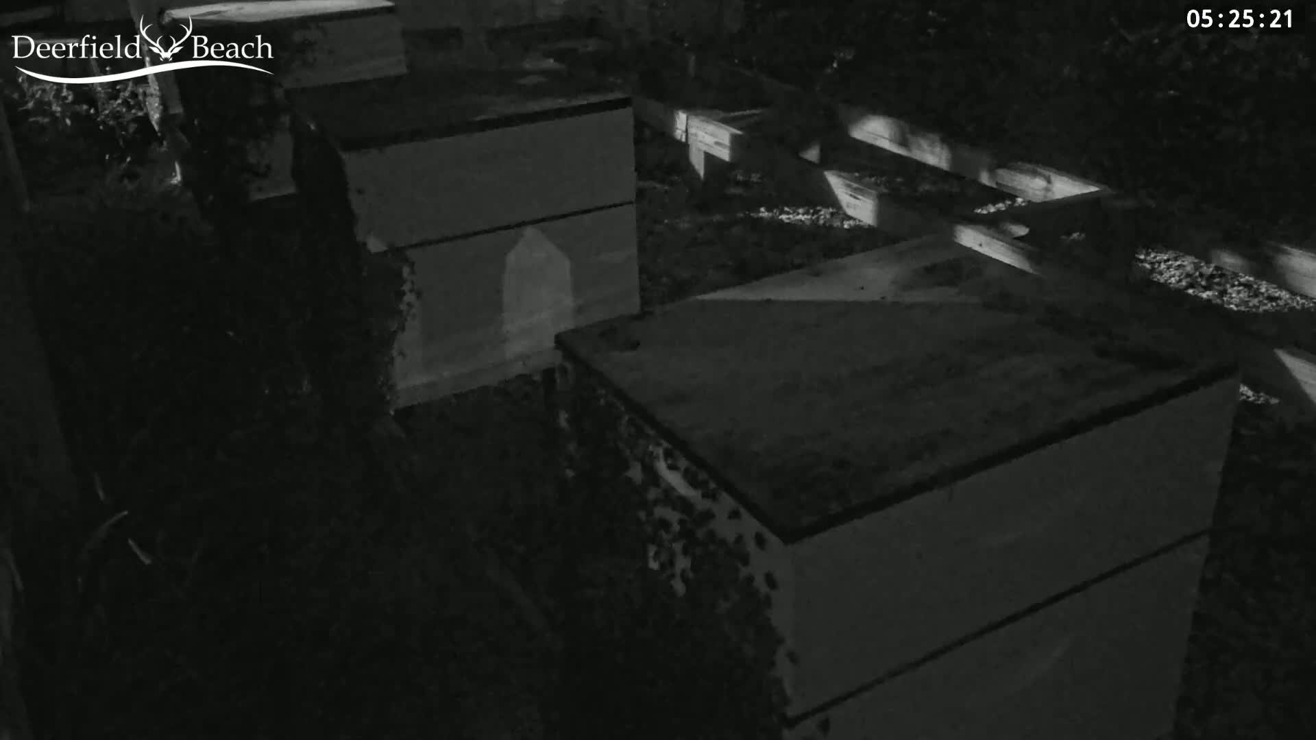 Deerfield Beach City Bee Apiary Farm Live Cam - Deerfield Beach, Broward, Florida, USA