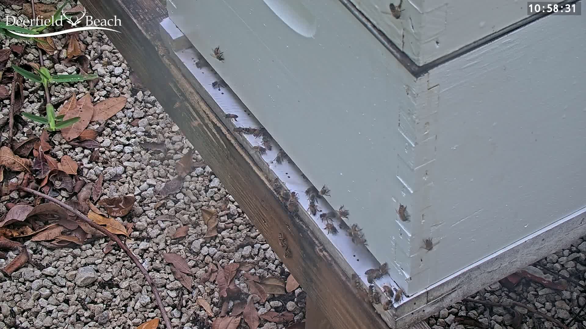 Deerfield Beach City Bee Apiary Farm Live Cam - Deerfield Beach, Broward, Florida, USA