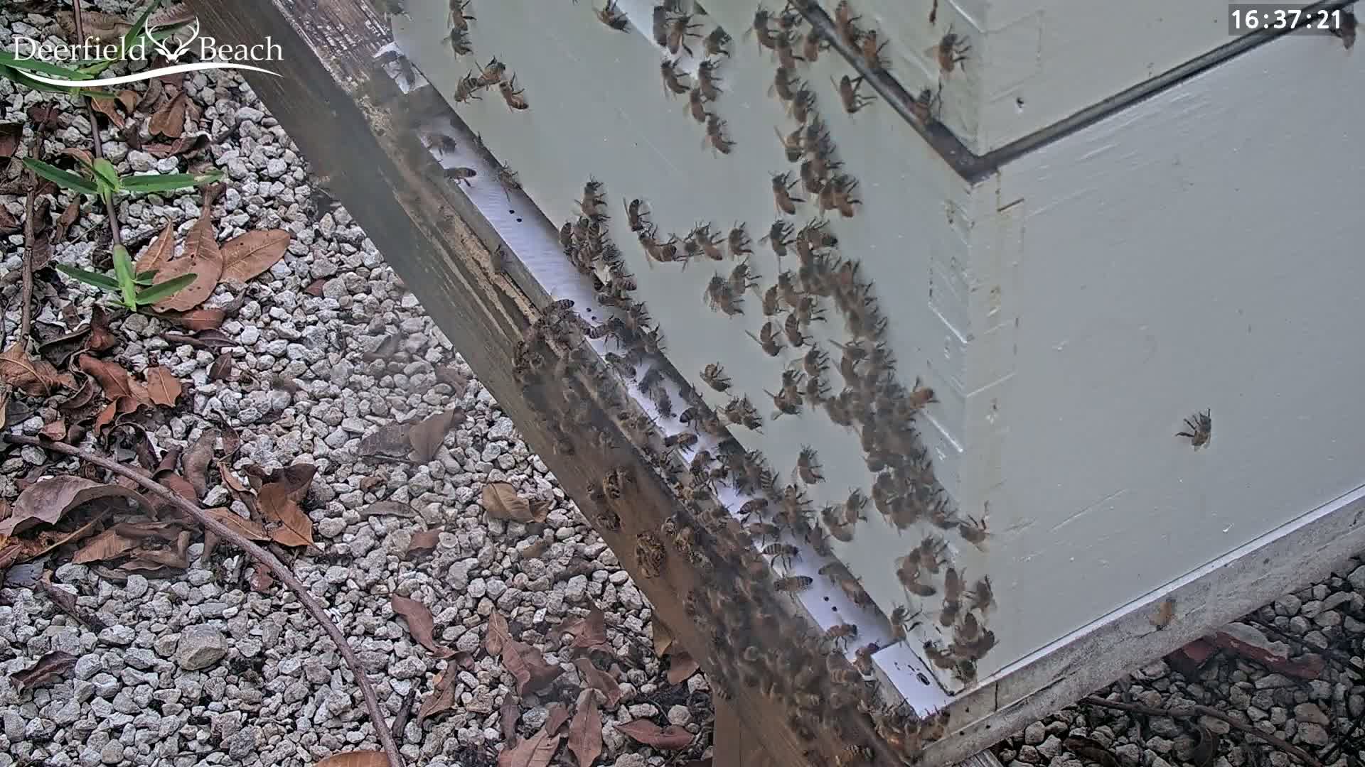 Deerfield Beach City Bee Apiary Farm Live Cam - Deerfield Beach, Broward, Florida, USA