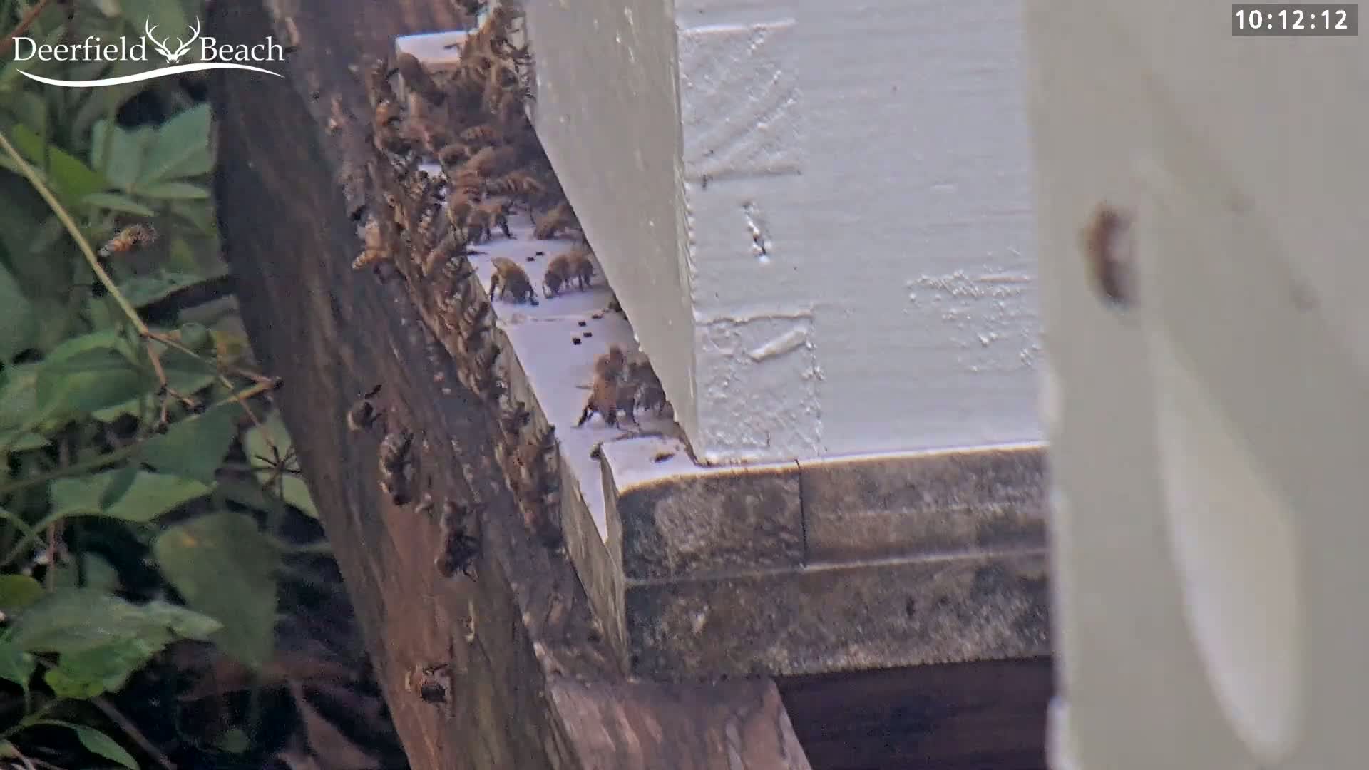 Deerfield Beach City Bee Apiary Farm Live Cam - Deerfield Beach, Broward, Florida, USA