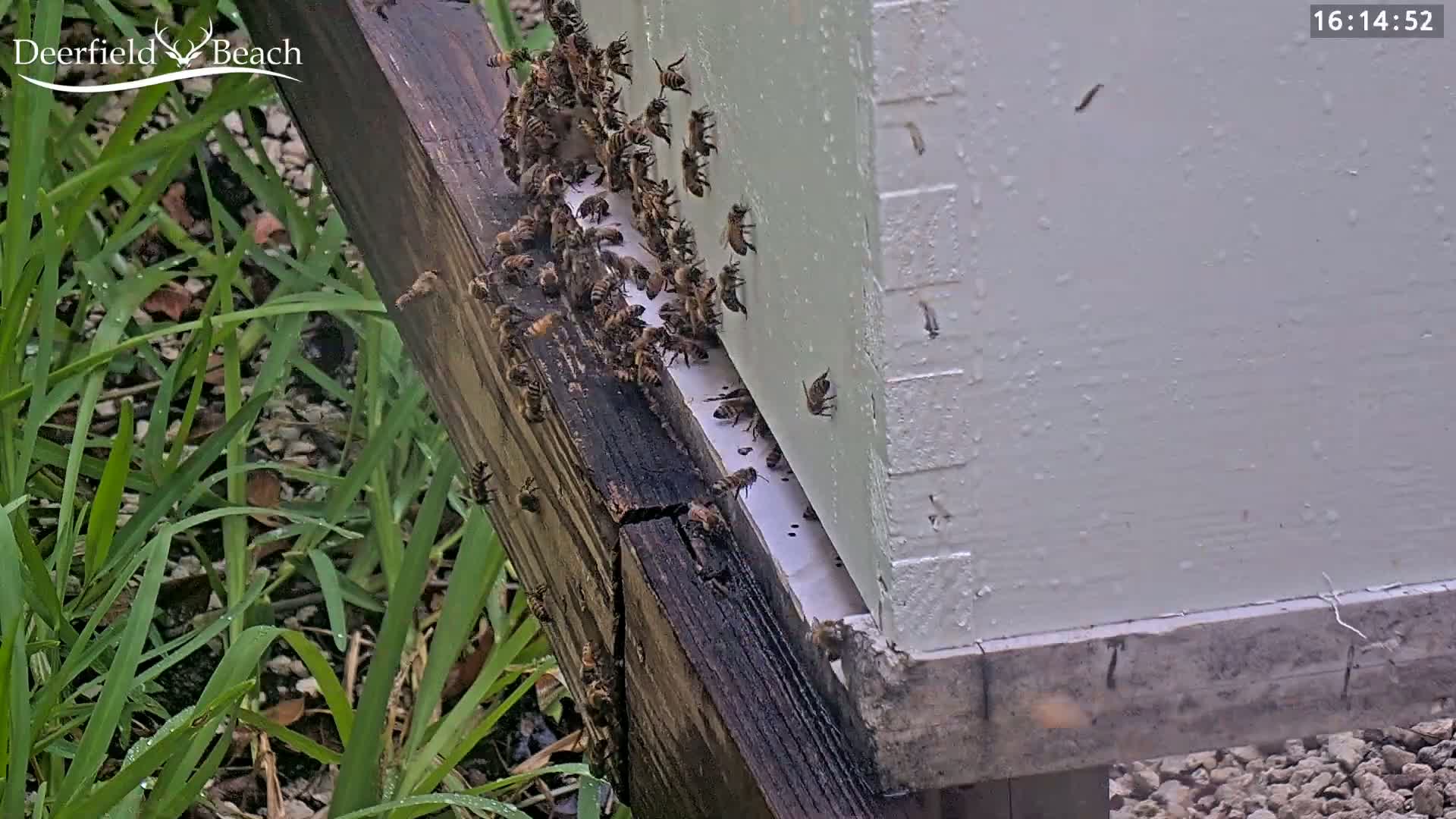 Deerfield Beach City Bee Apiary Farm Live Cam - Deerfield Beach, Broward, Florida, USA
