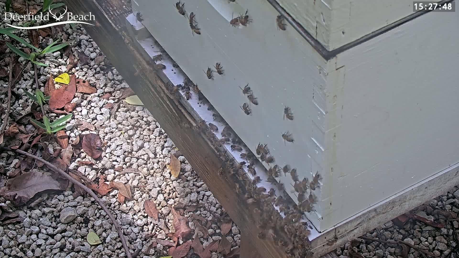 Deerfield Beach City Bee Apiary Farm Live Cam - Deerfield Beach, Broward, Florida, USA