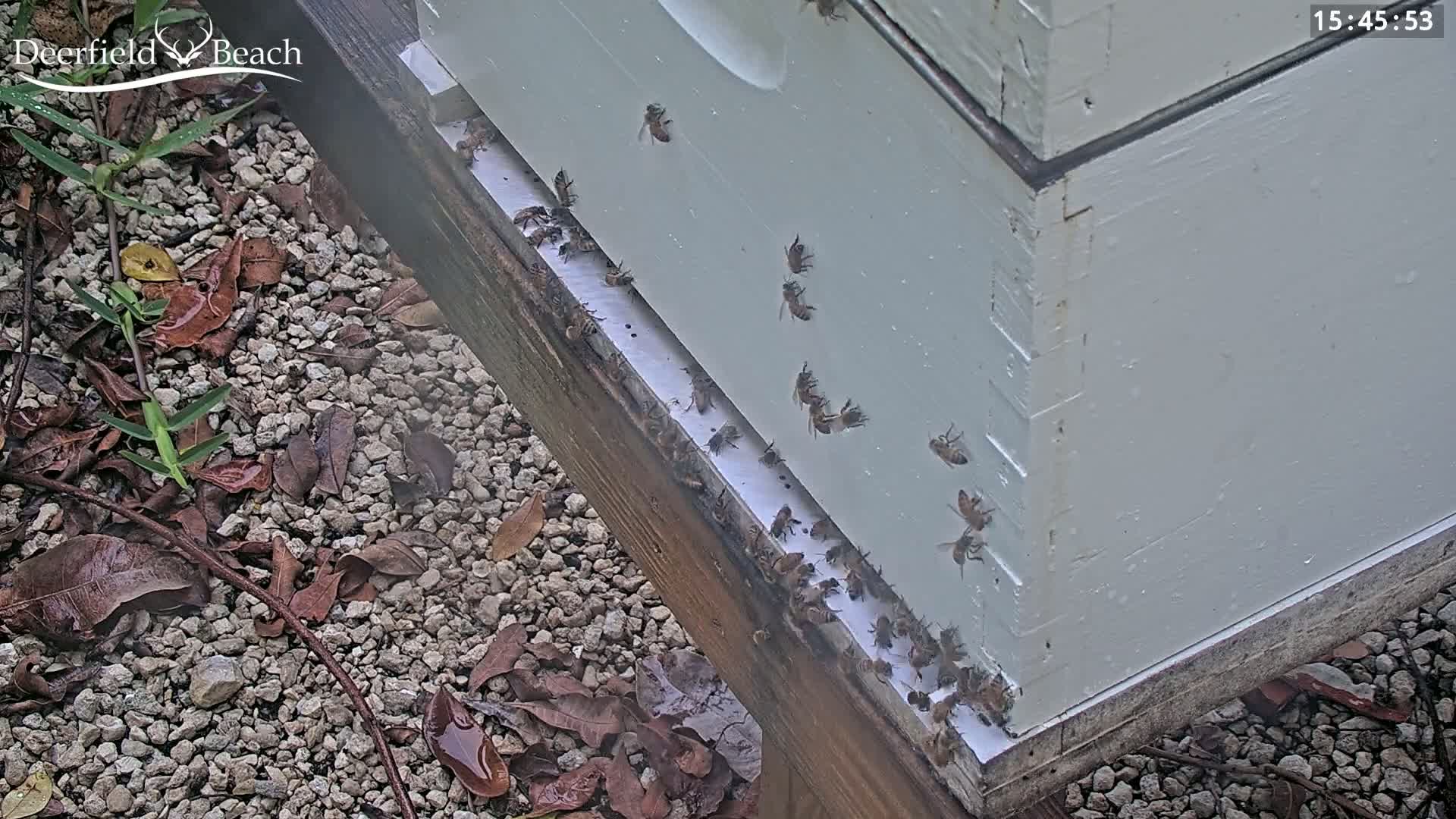 Deerfield Beach City Bee Apiary Farm Live Cam - Deerfield Beach, Broward, Florida, USA
