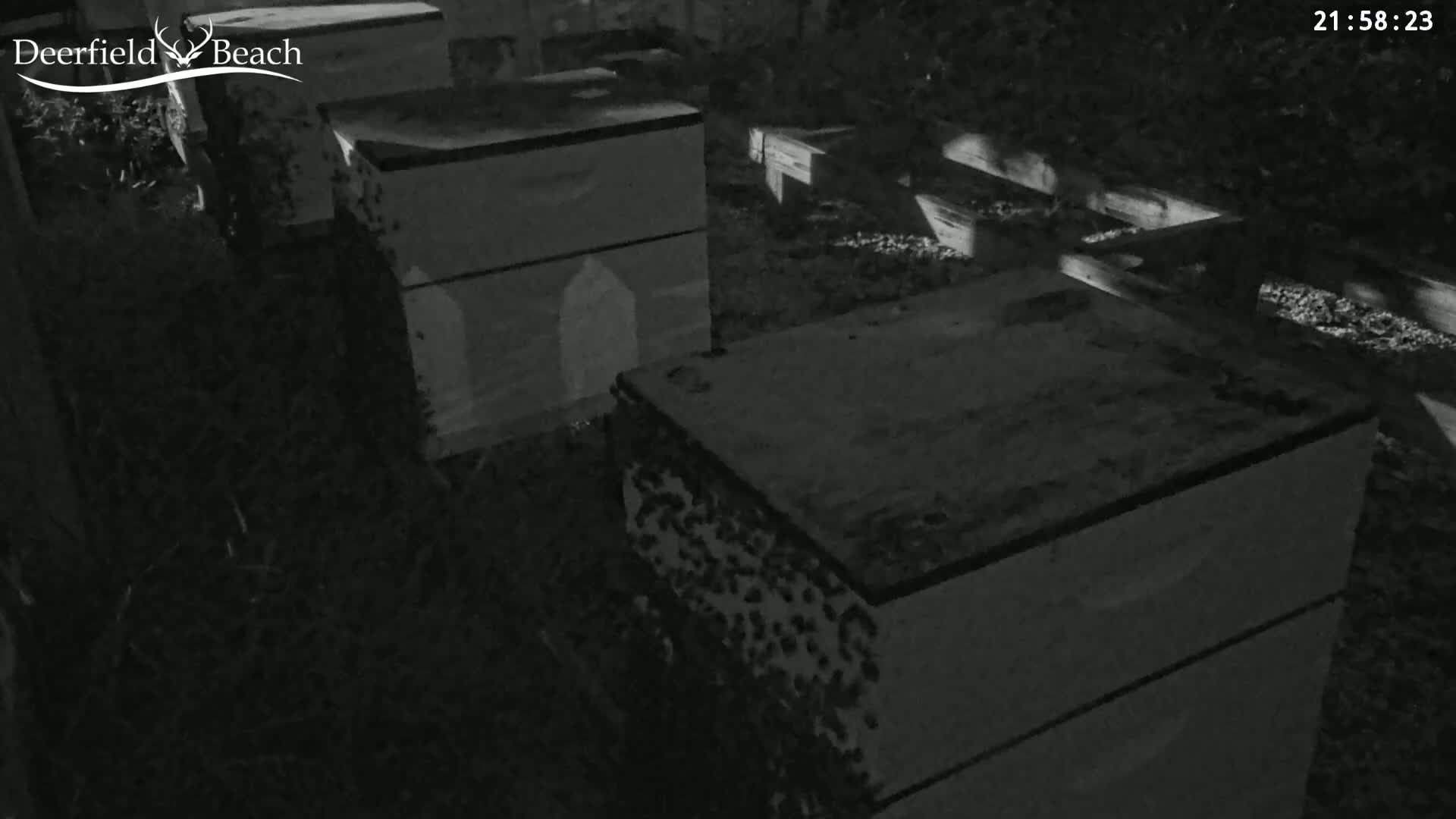Deerfield Beach City Bee Apiary Farm Live Cam - Deerfield Beach, Broward, Florida, USA