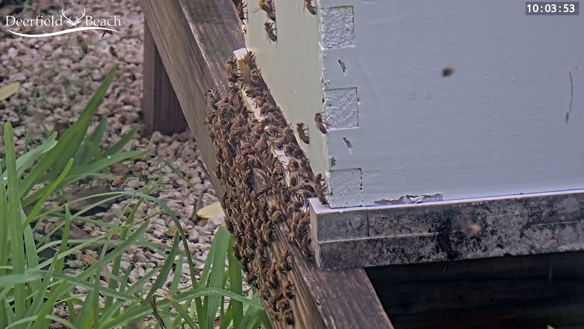 Deerfield Beach City Bee Apiary Farm Live Cam - Deerfield Beach, Broward, Florida, USA