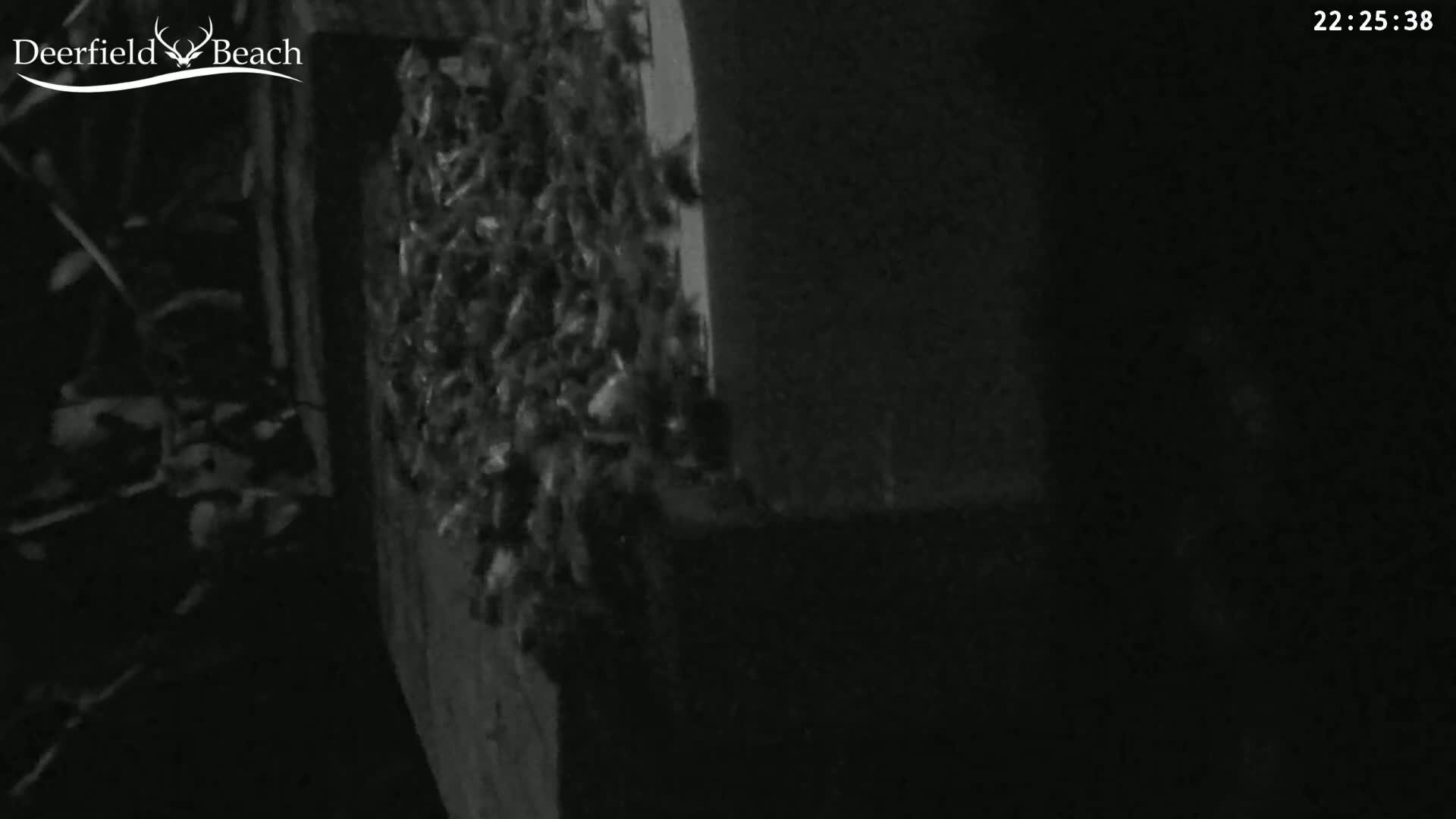 Deerfield Beach City Bee Apiary Farm Live Cam - Deerfield Beach, Broward, Florida, USA