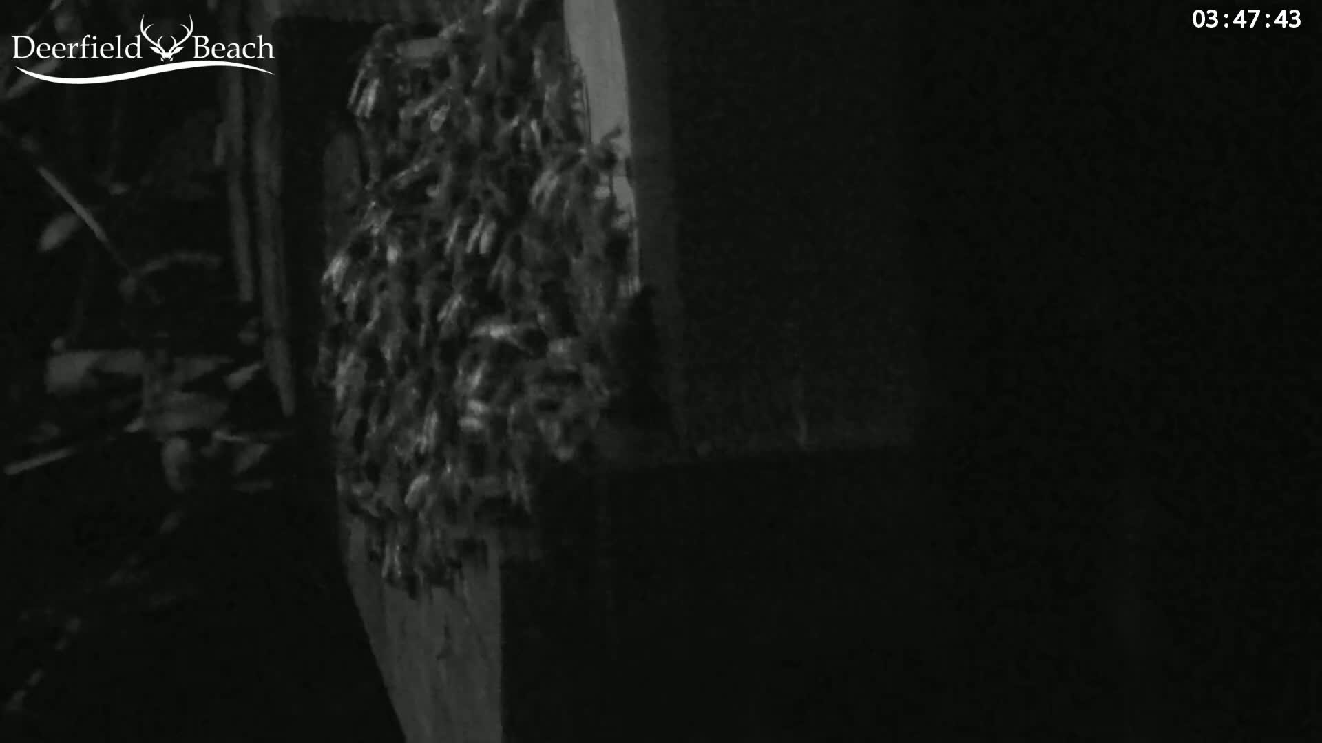 Deerfield Beach City Bee Apiary Farm Live Cam - Deerfield Beach, Broward, Florida, USA