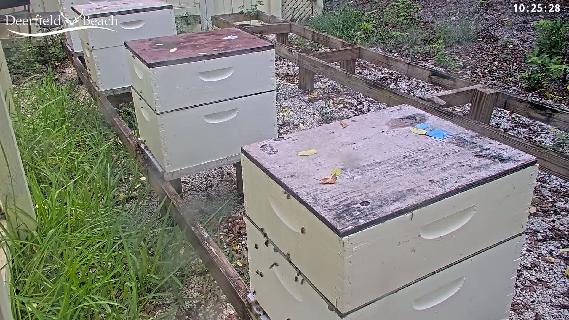 Deerfield Beach City Bee Apiary Farm Live Cam - Deerfield Beach, Broward, Florida, USA
