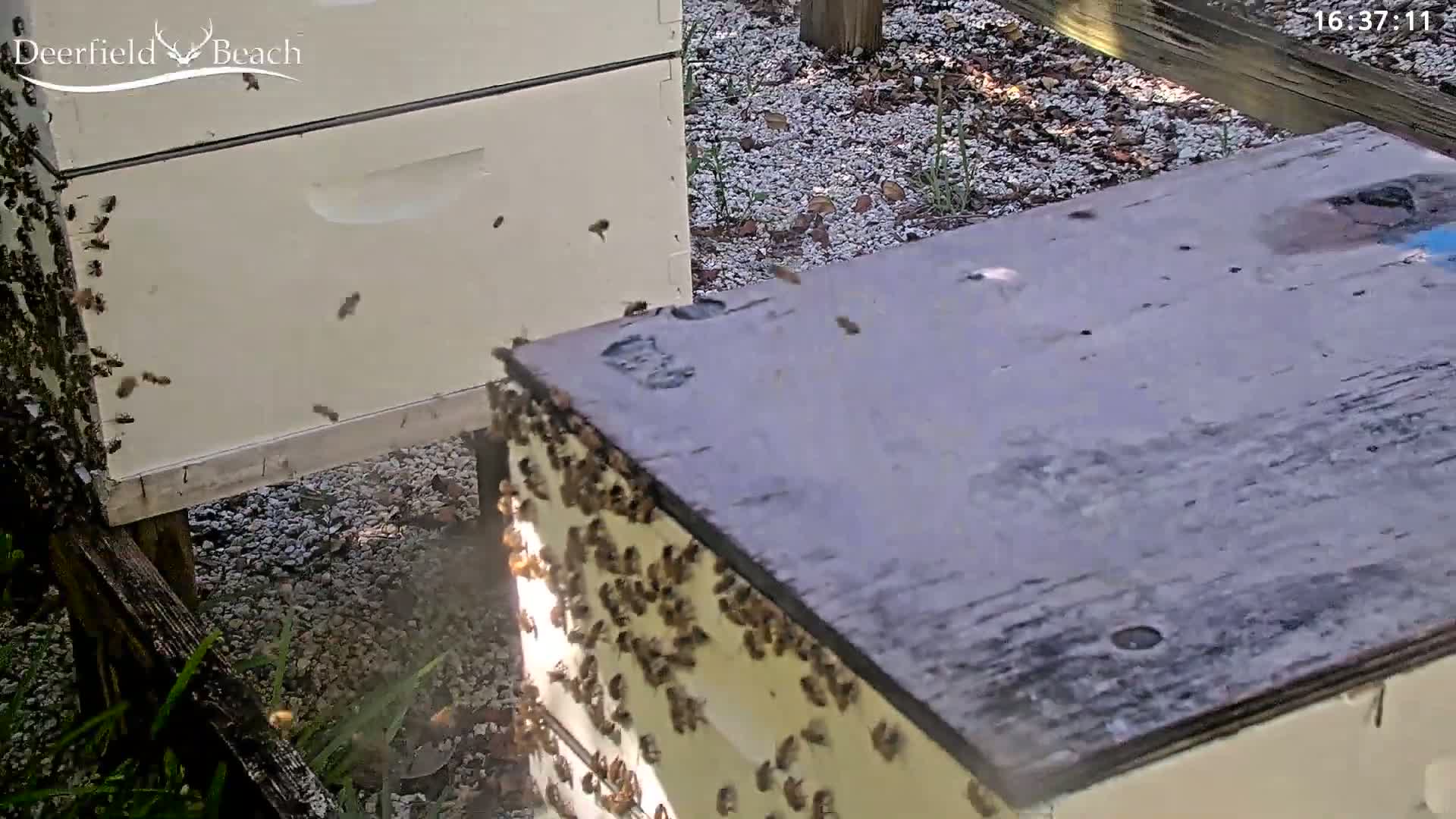 Deerfield Beach City Bee Apiary Farm Live Cam - Deerfield Beach, Broward, Florida, USA