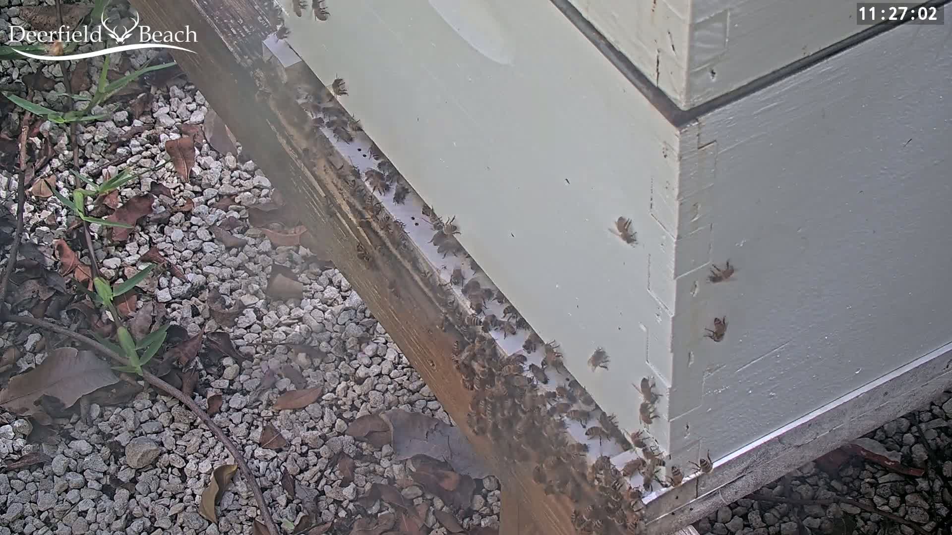 Deerfield Beach City Bee Apiary Farm Live Cam - Deerfield Beach, Broward, Florida, USA