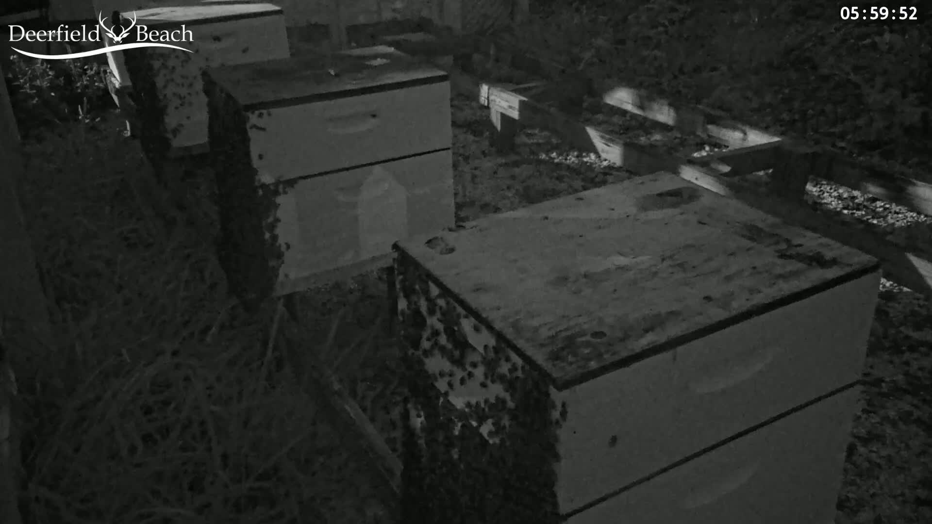 Deerfield Beach City Bee Apiary Farm Live Cam - Deerfield Beach, Broward, Florida, USA