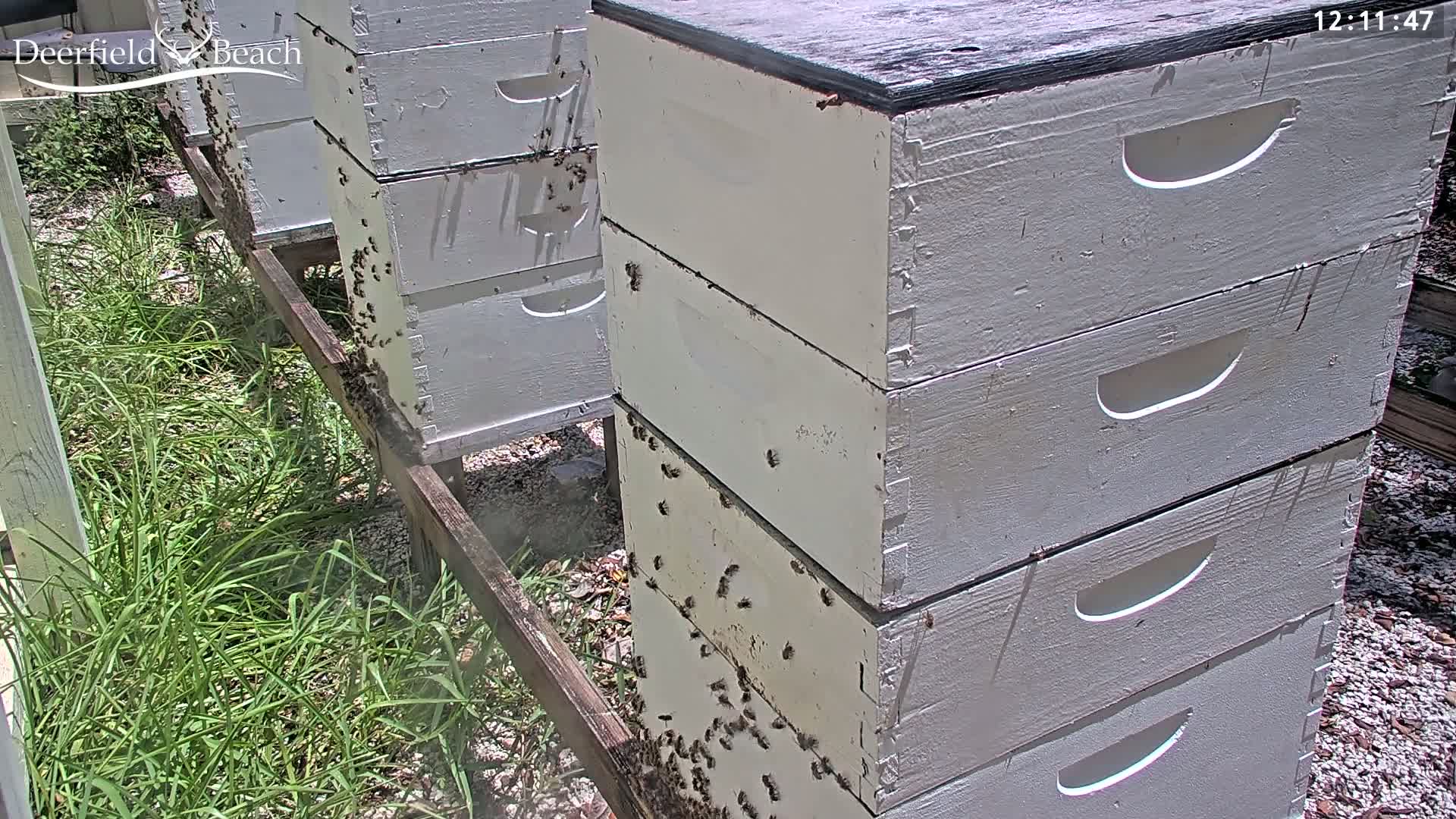 Deerfield Beach City Bee Apiary Farm Live Cam - Deerfield Beach, Broward, Florida, USA