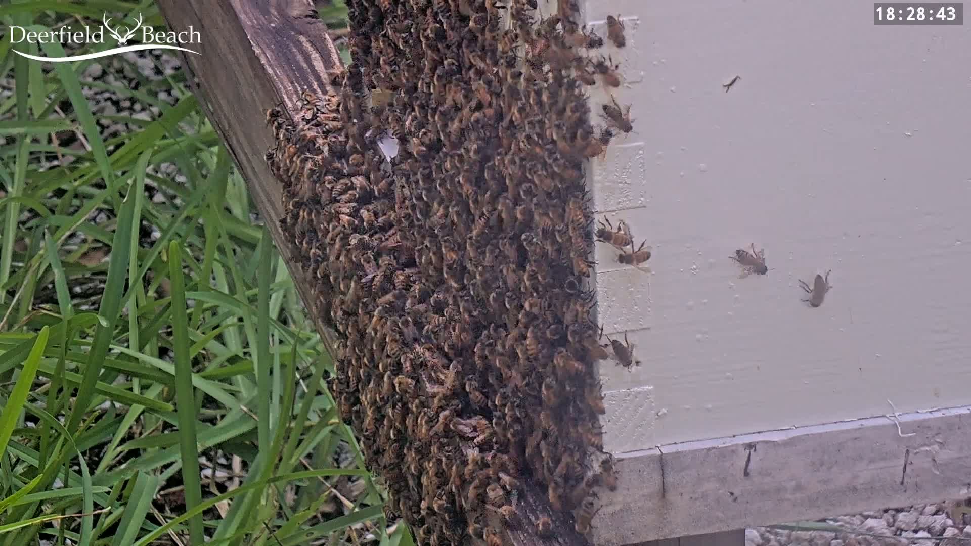 Deerfield Beach City Bee Apiary Farm Live Cam - Deerfield Beach, Broward, Florida, USA
