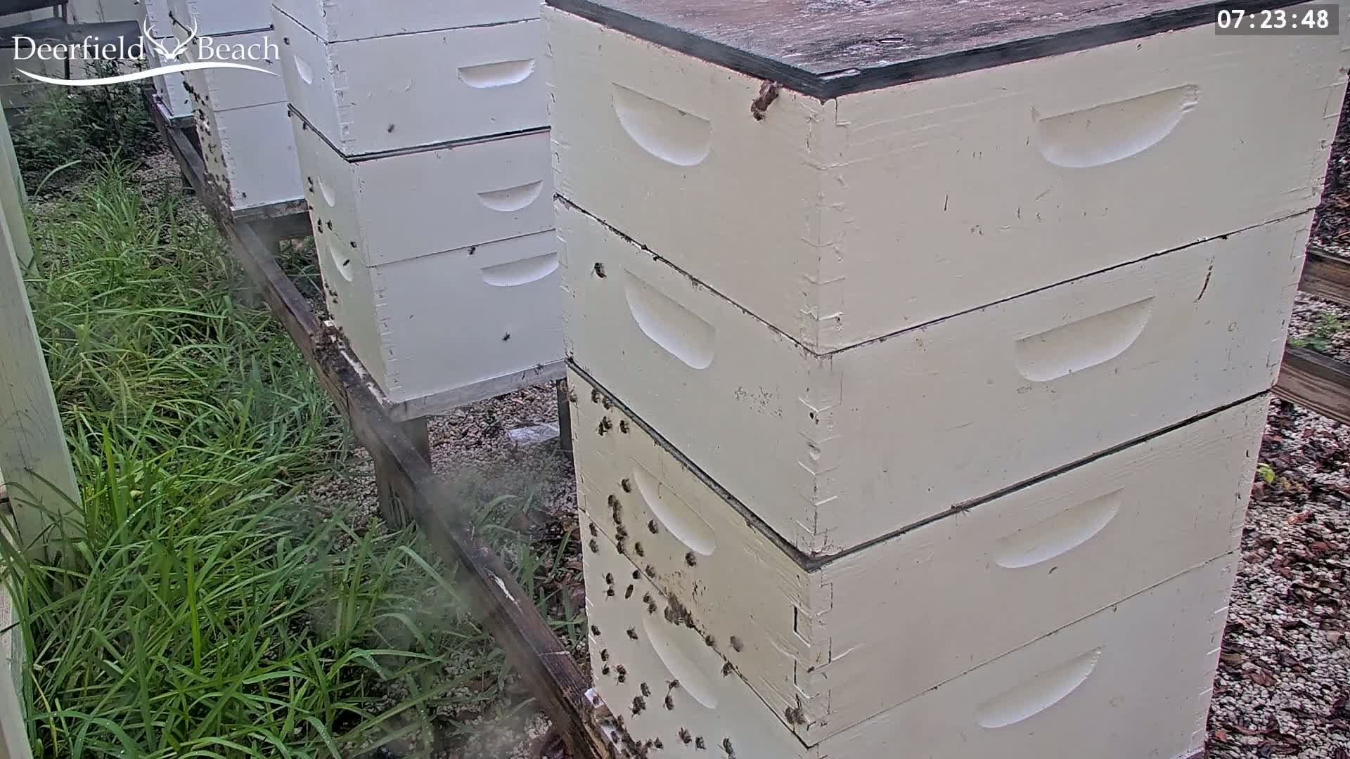 Deerfield Beach City Bee Apiary Farm Live Cam - Deerfield Beach, Broward, Florida, USA