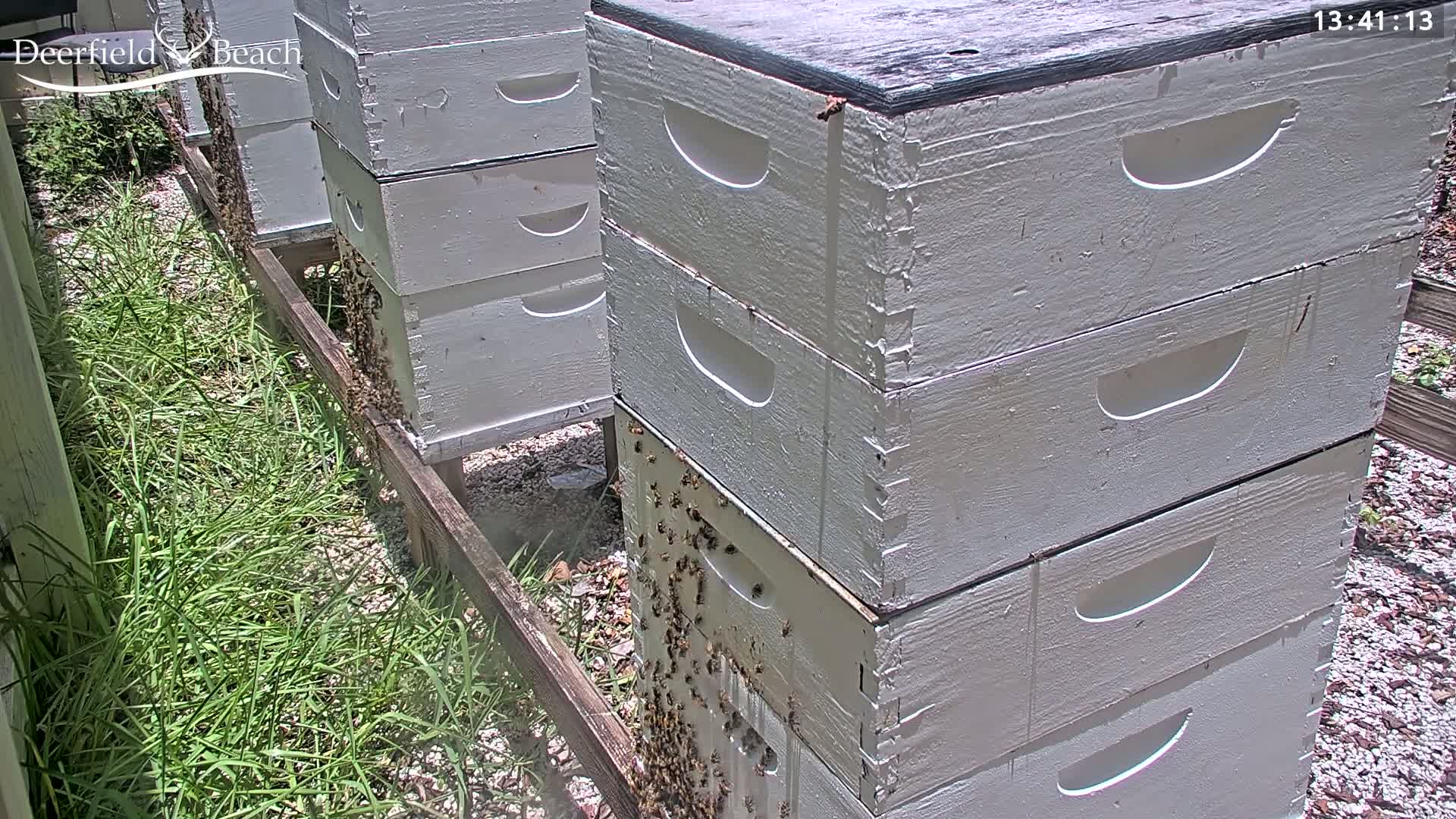Deerfield Beach City Bee Apiary Farm Live Cam - Deerfield Beach, Broward, Florida, USA