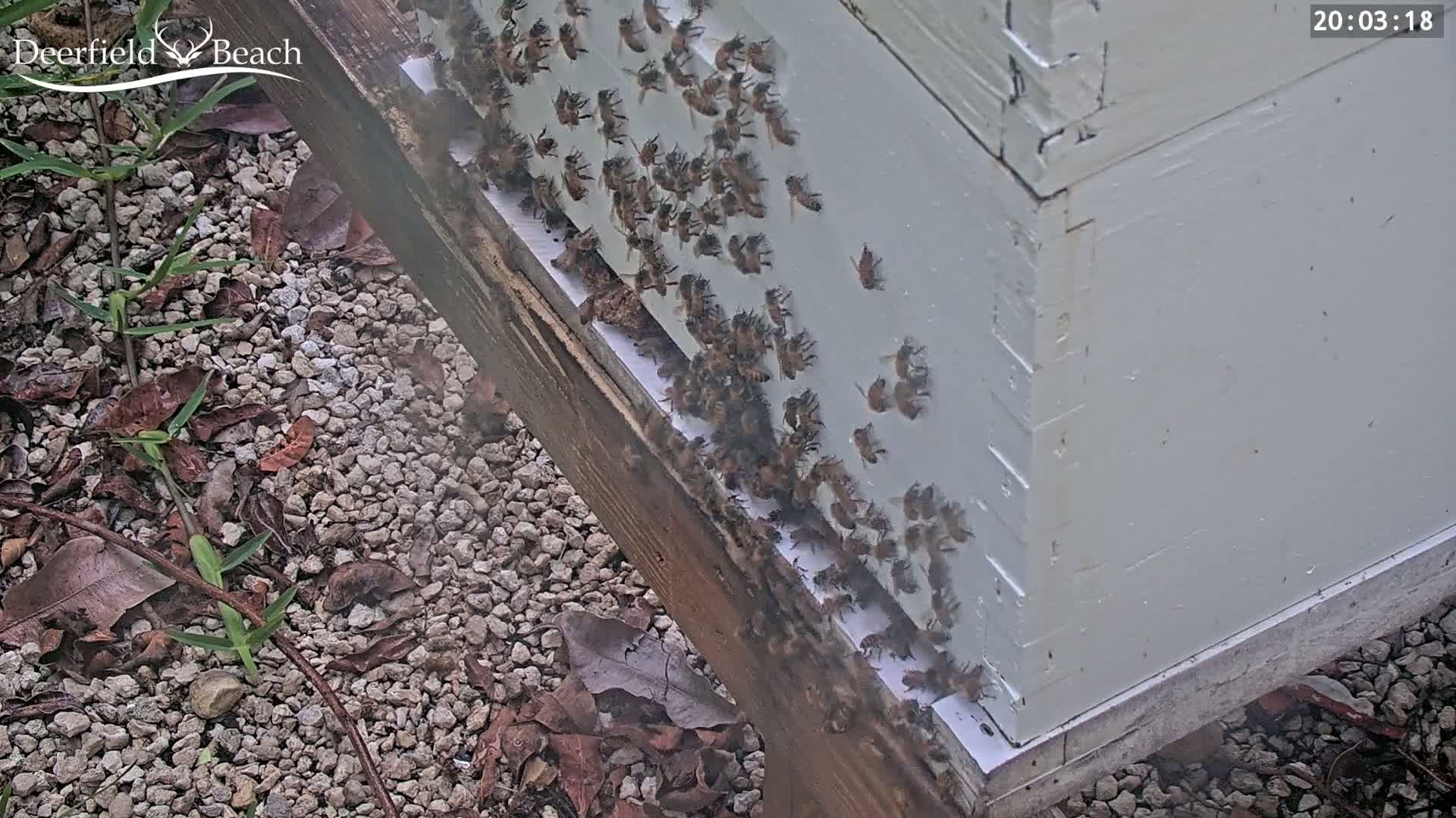 Deerfield Beach City Bee Apiary Farm Live Cam - Deerfield Beach, Broward, Florida, USA