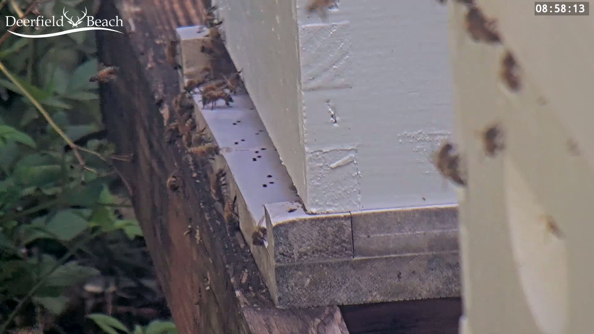 Deerfield Beach City Bee Apiary Farm Live Cam - Deerfield Beach, Broward, Florida, USA