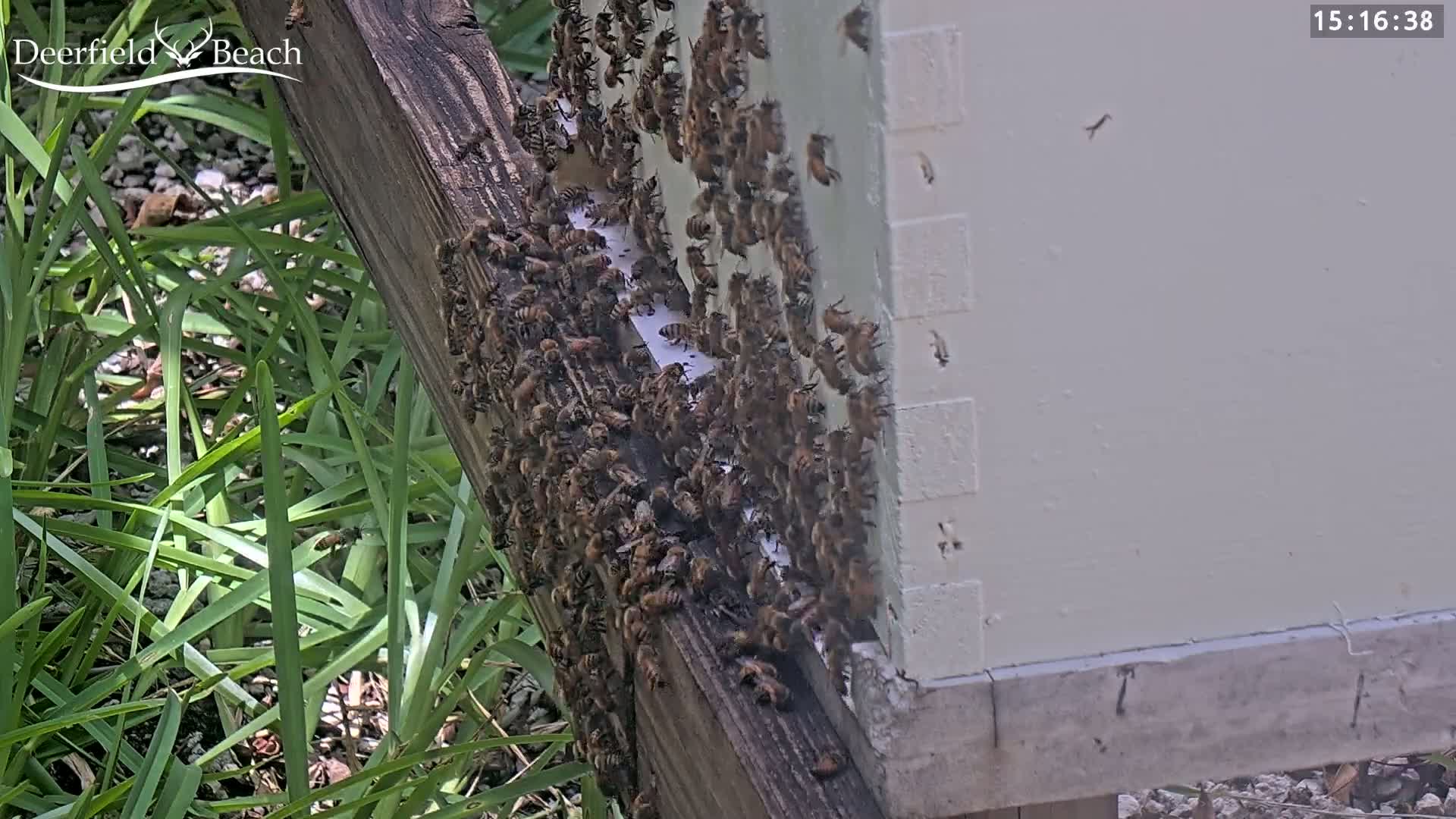 Deerfield Beach City Bee Apiary Farm Live Cam - Deerfield Beach, Broward, Florida, USA