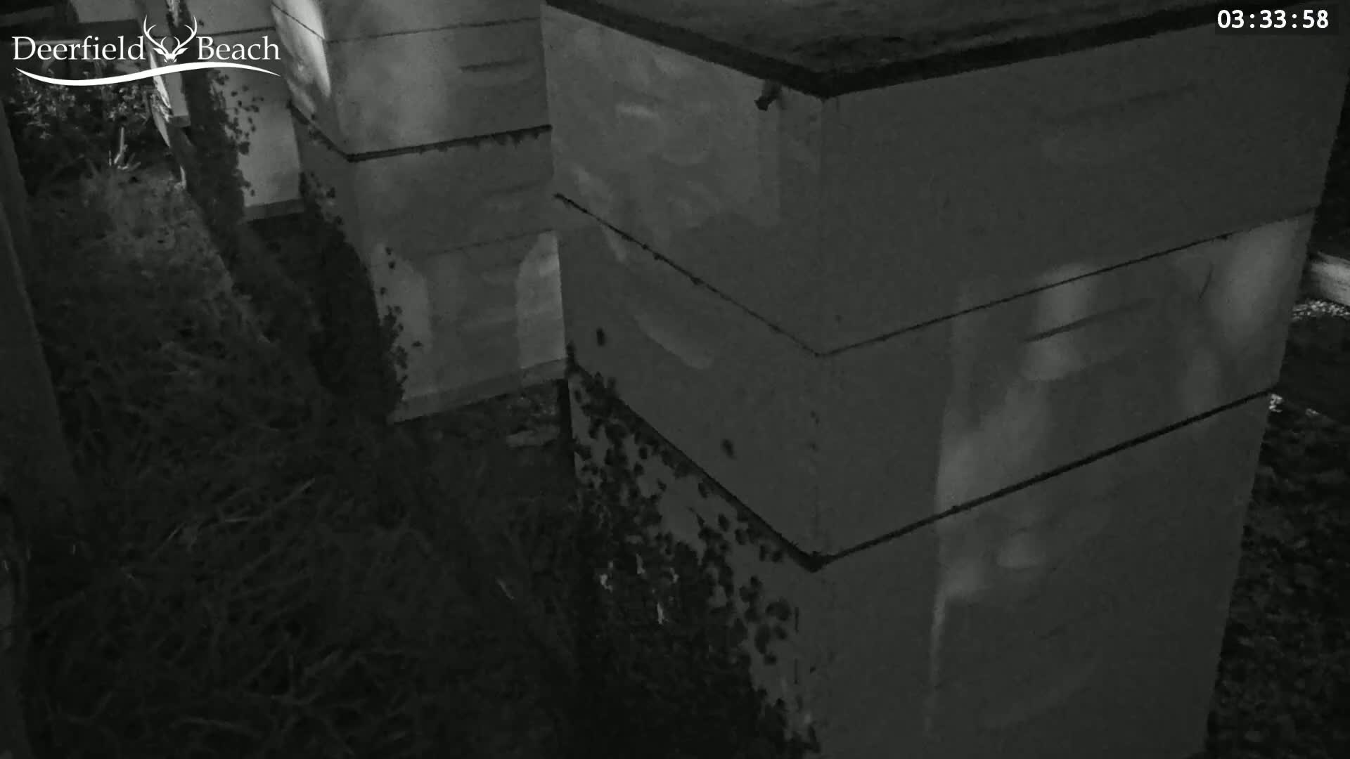 Several beehives are situated outdoors at night, surrounded by vegetation.