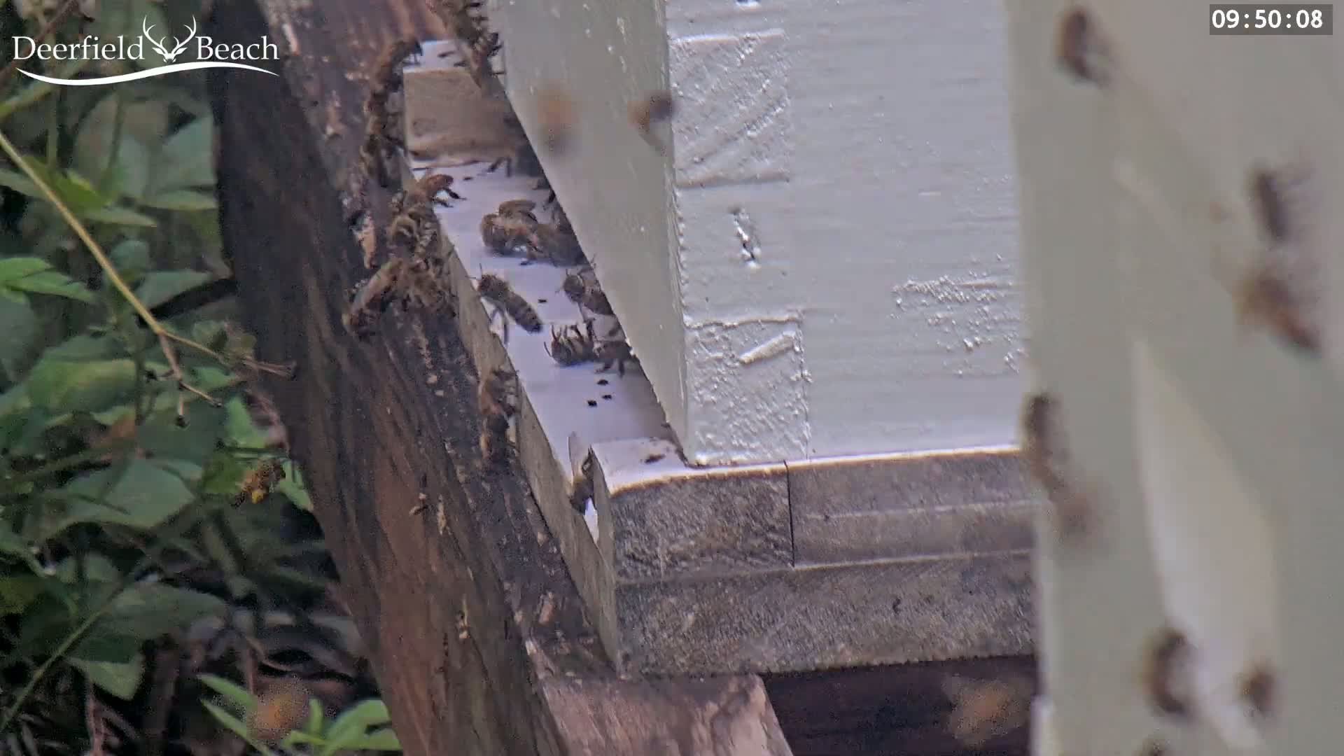 Deerfield Beach City Bee Apiary Farm Live Cam - Deerfield Beach, Broward, Florida, USA