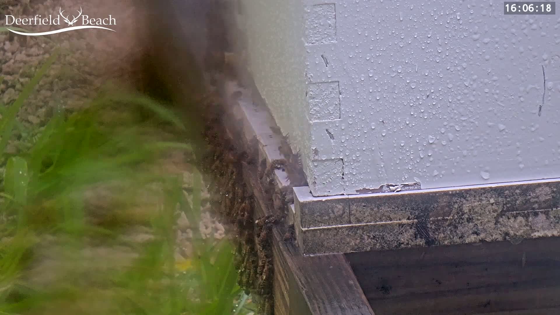 Deerfield Beach City Bee Apiary Farm Live Cam - Deerfield Beach, Broward, Florida, USA
