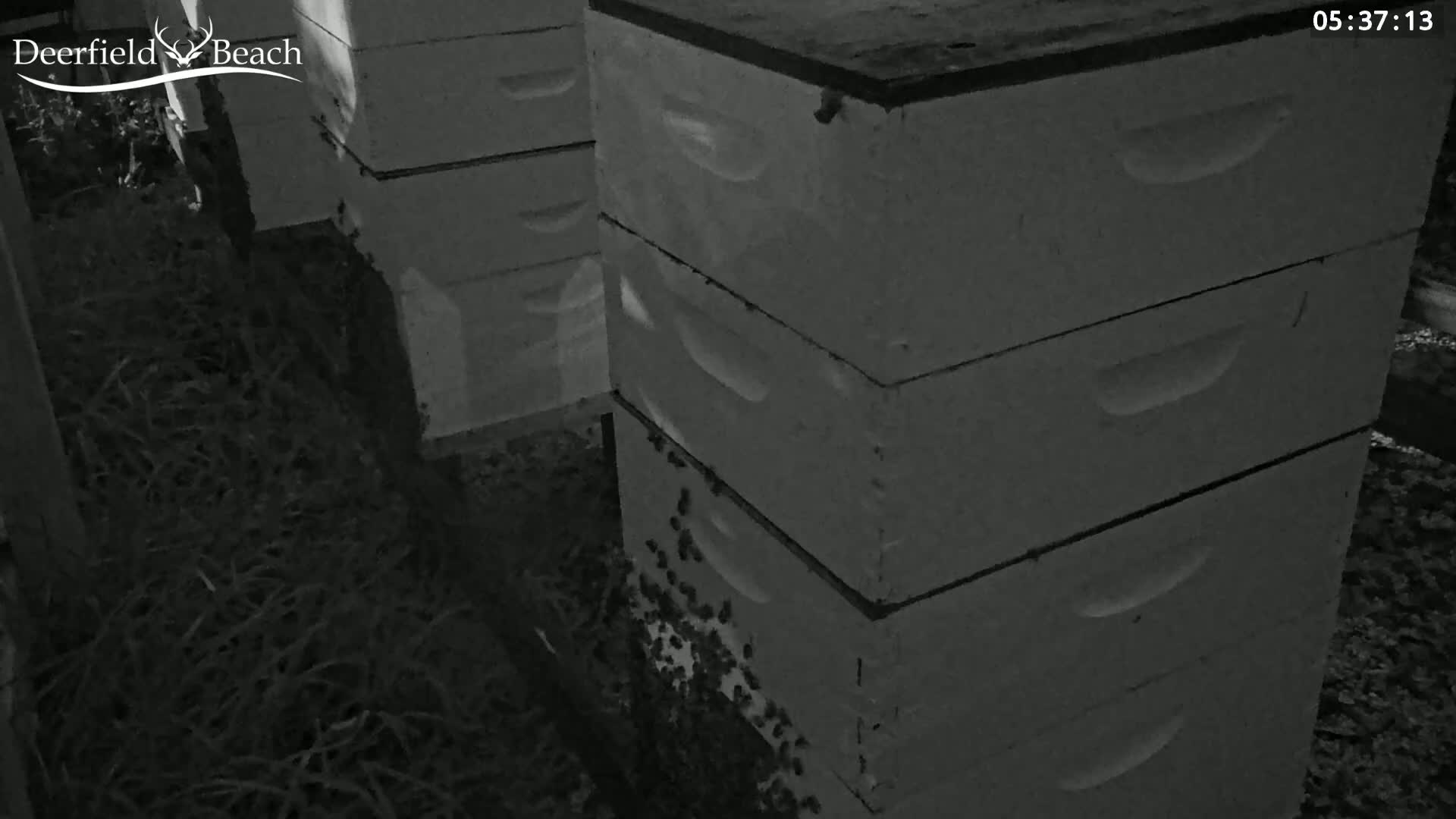 Deerfield Beach City Bee Apiary Farm Live Cam - Deerfield Beach, Broward, Florida, USA