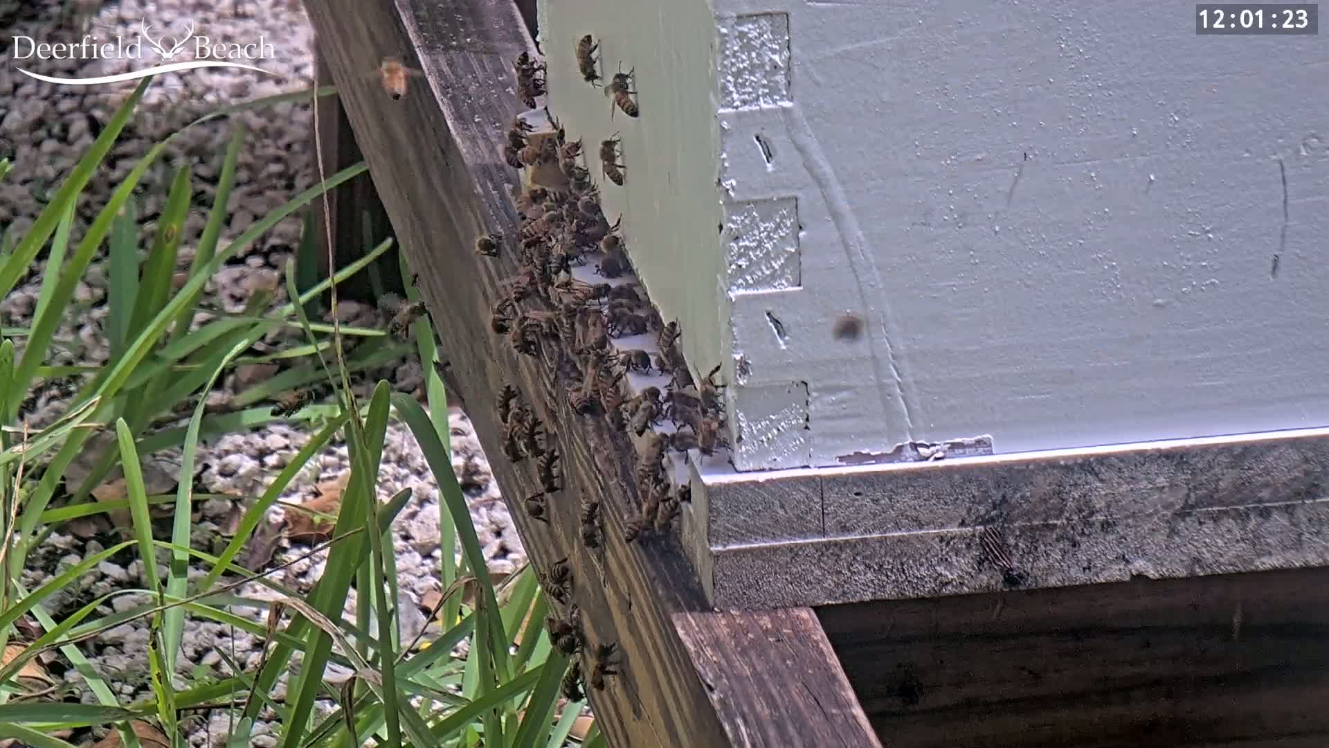 Deerfield Beach City Bee Apiary Farm Live Cam - Deerfield Beach, Broward, Florida, USA