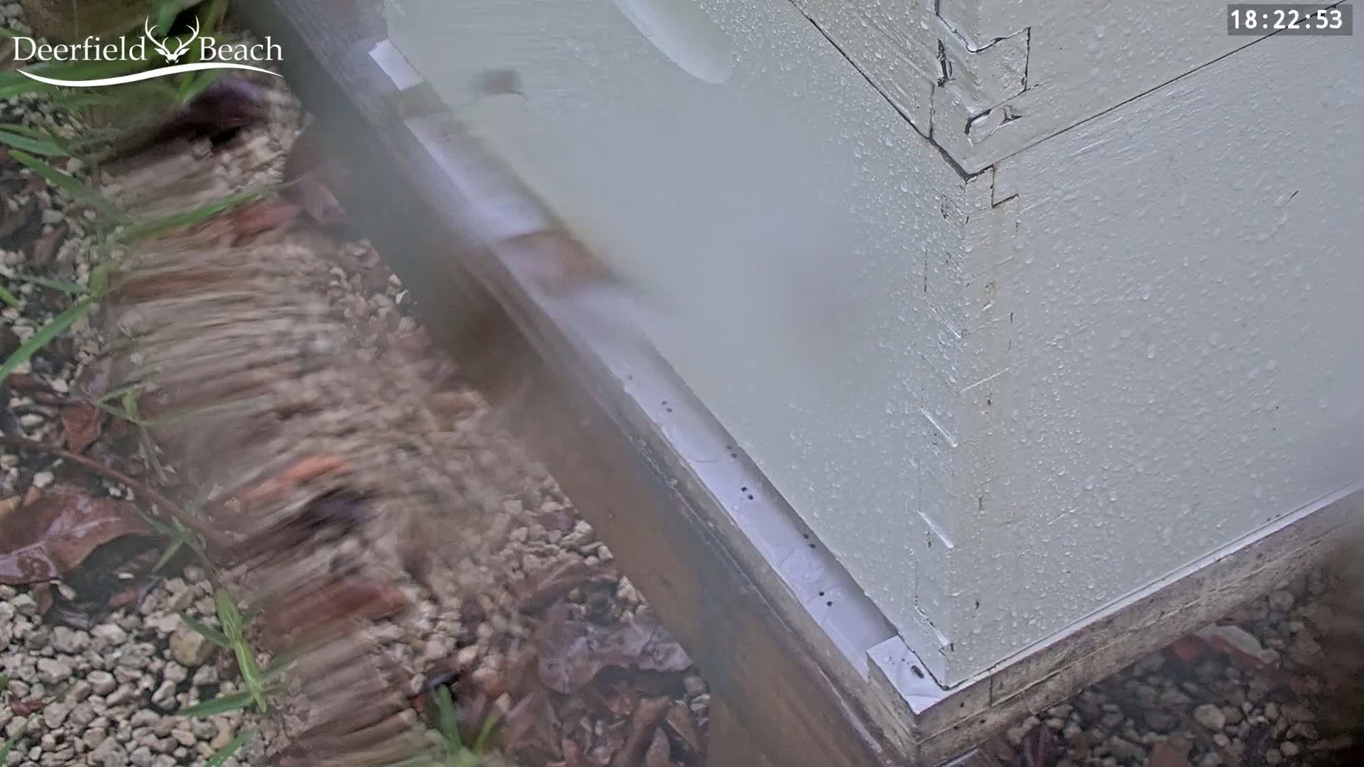 Deerfield Beach City Bee Apiary Farm Live Cam - Deerfield Beach, Broward, Florida, USA