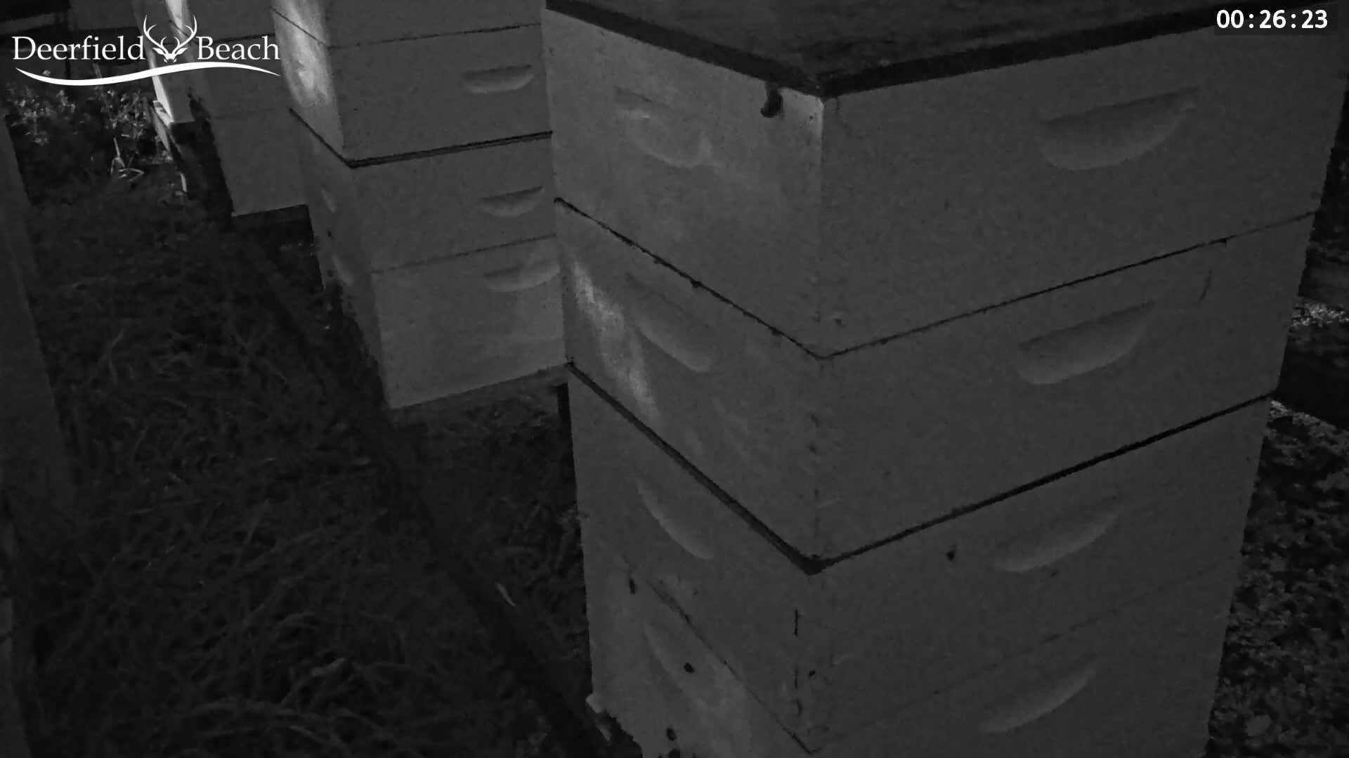 Deerfield Beach City Bee Apiary Farm Live Cam - Deerfield Beach, Broward, Florida, USA