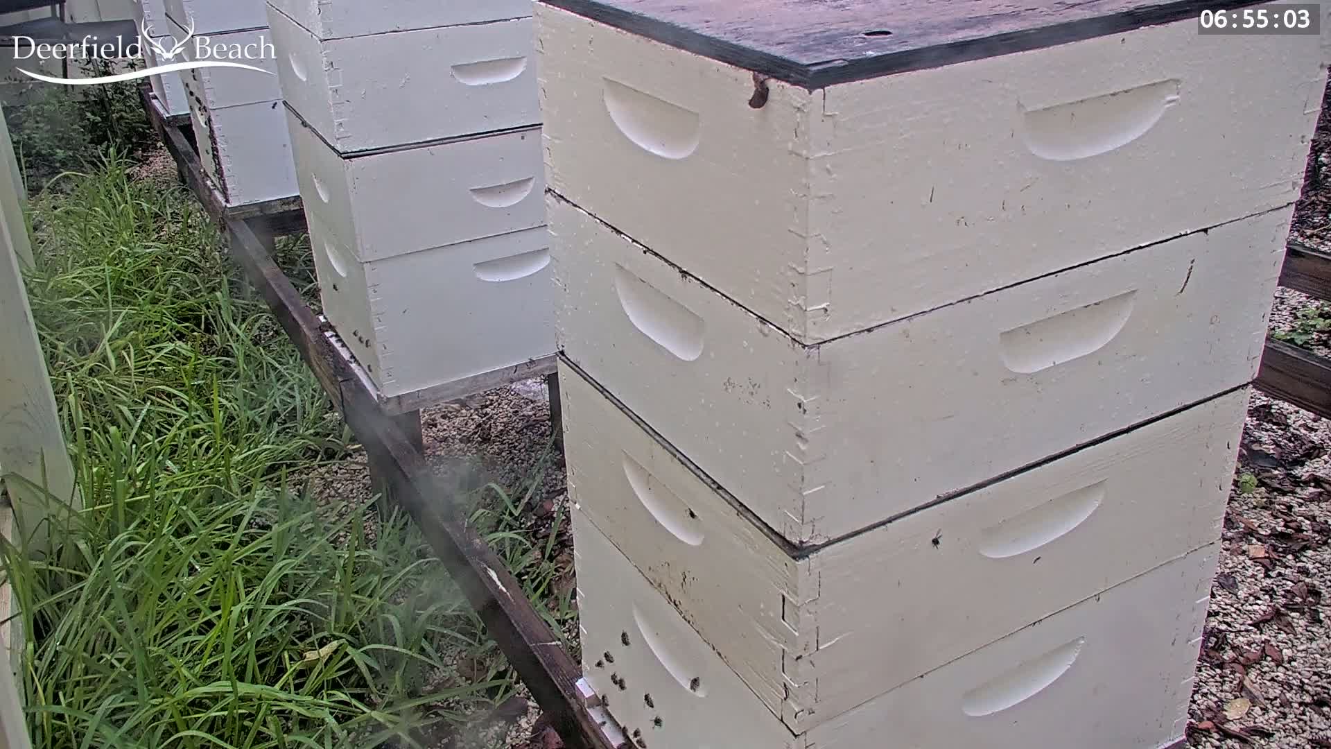 Deerfield Beach City Bee Apiary Farm Live Cam - Deerfield Beach, Broward, Florida, USA
