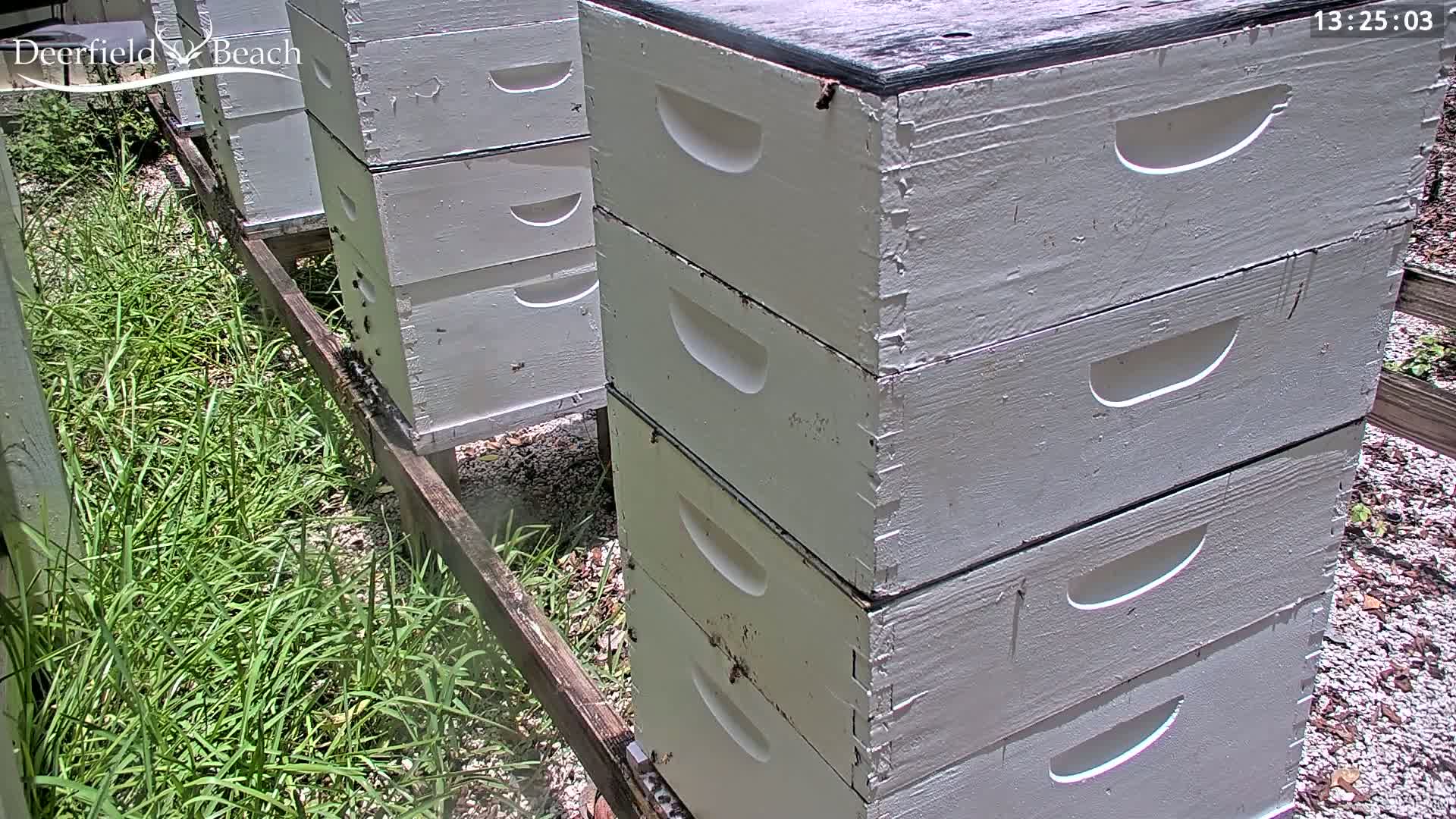 Deerfield Beach City Bee Apiary Farm Live Cam - Deerfield Beach, Broward, Florida, USA