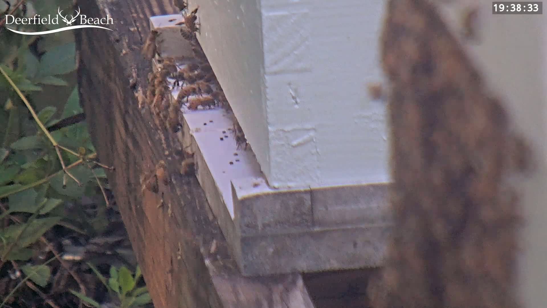 Deerfield Beach City Bee Apiary Farm Live Cam - Deerfield Beach, Broward, Florida, USA
